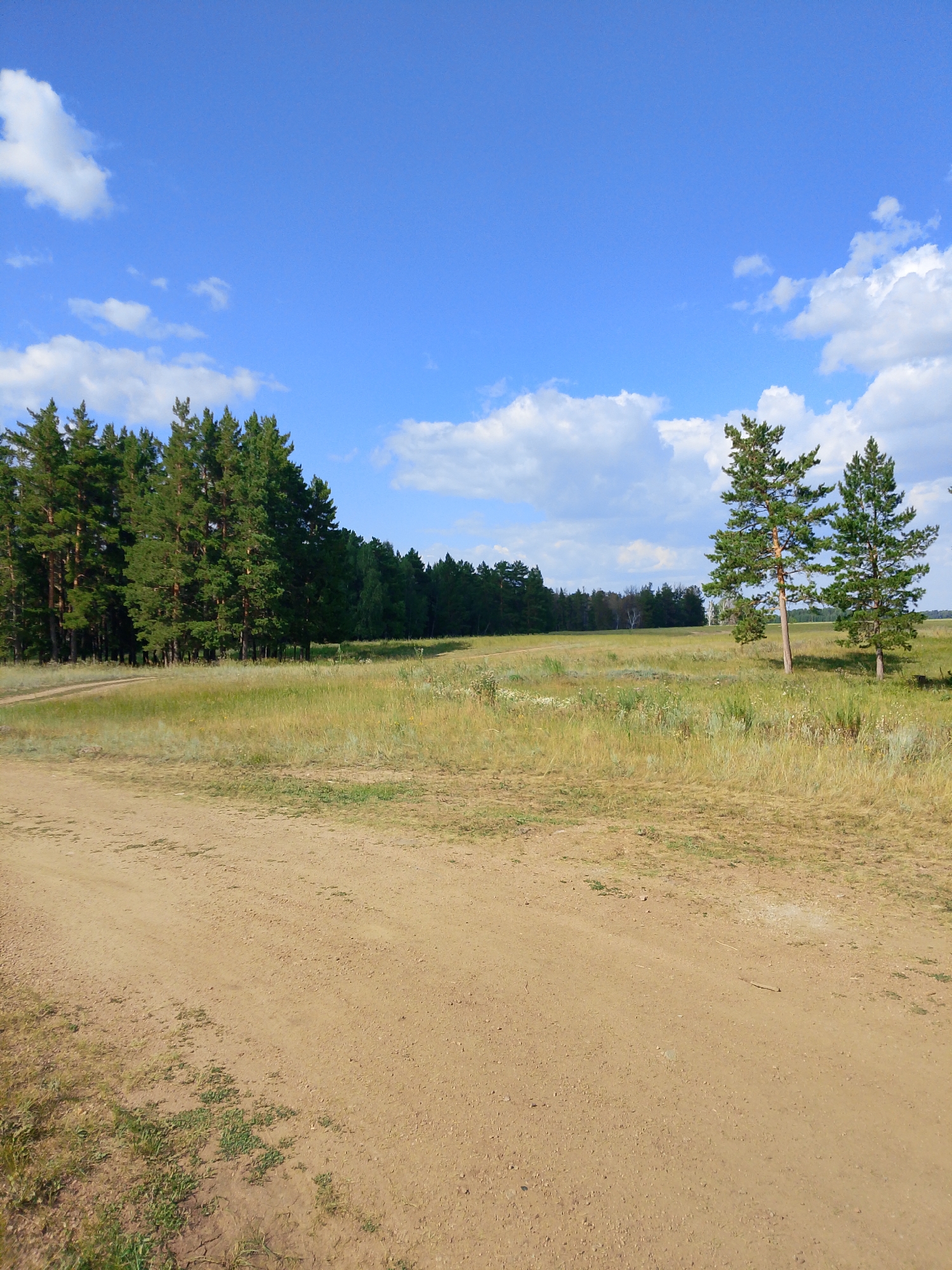 The image depicts a rural landscape under a bright blue sky with scattered white clouds. In the foreground, a dirt road curves from the lower left corner towards the middle of the frame. To the left of the road, dry grass and sparse greenery are visible. The middle ground features a wide, open field of dry, golden grass interspersed with some lighter green vegetation and small wildflowers. A dense forest of green pine trees lines the horizon on the left side of the image, stretching across the mid-background. On the right side of the field, two solitary pine trees stand with their trunks clearly visible. The overall scene is natural and serene, suggestive of a countryside location in the Алтынды ауылдық округі, Kazakhstan.