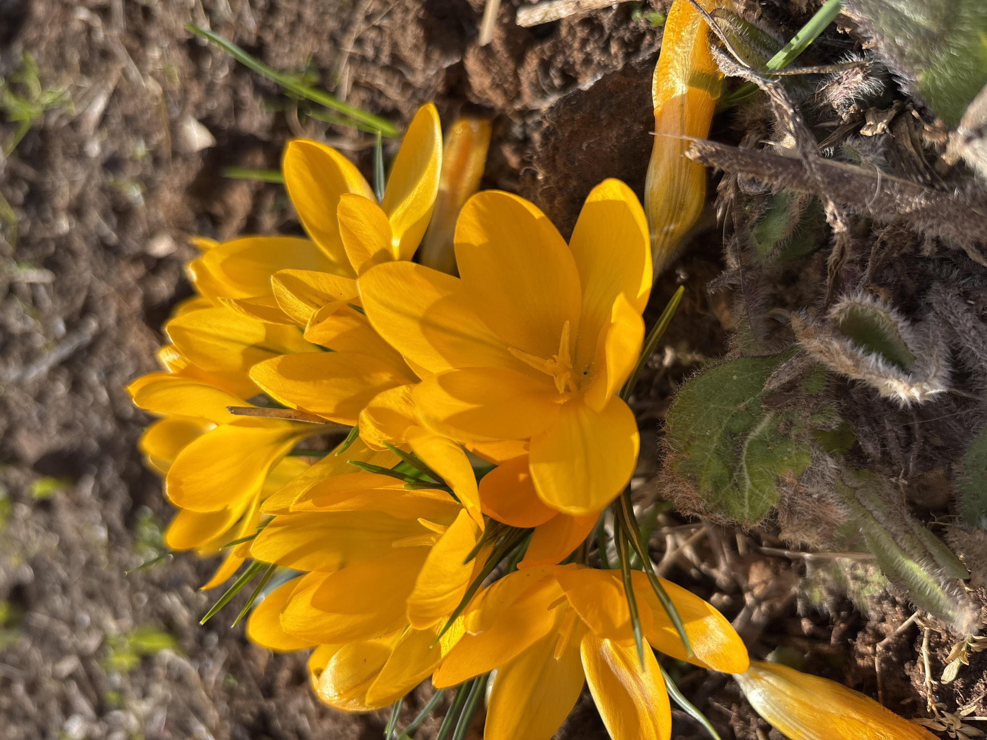The image depicts a cluster of yellow crocuses blooming in soil. The flowers are the dominant feature, with several fully open and others still closed. Thin green blades of grass are interspersed among the flowers. The surrounding soil appears dark brown and somewhat clumpy. There are also some dry plant debris and green foliage in the background.
There is no indication that this image was taken in the city of Chaikovsky, Russia.