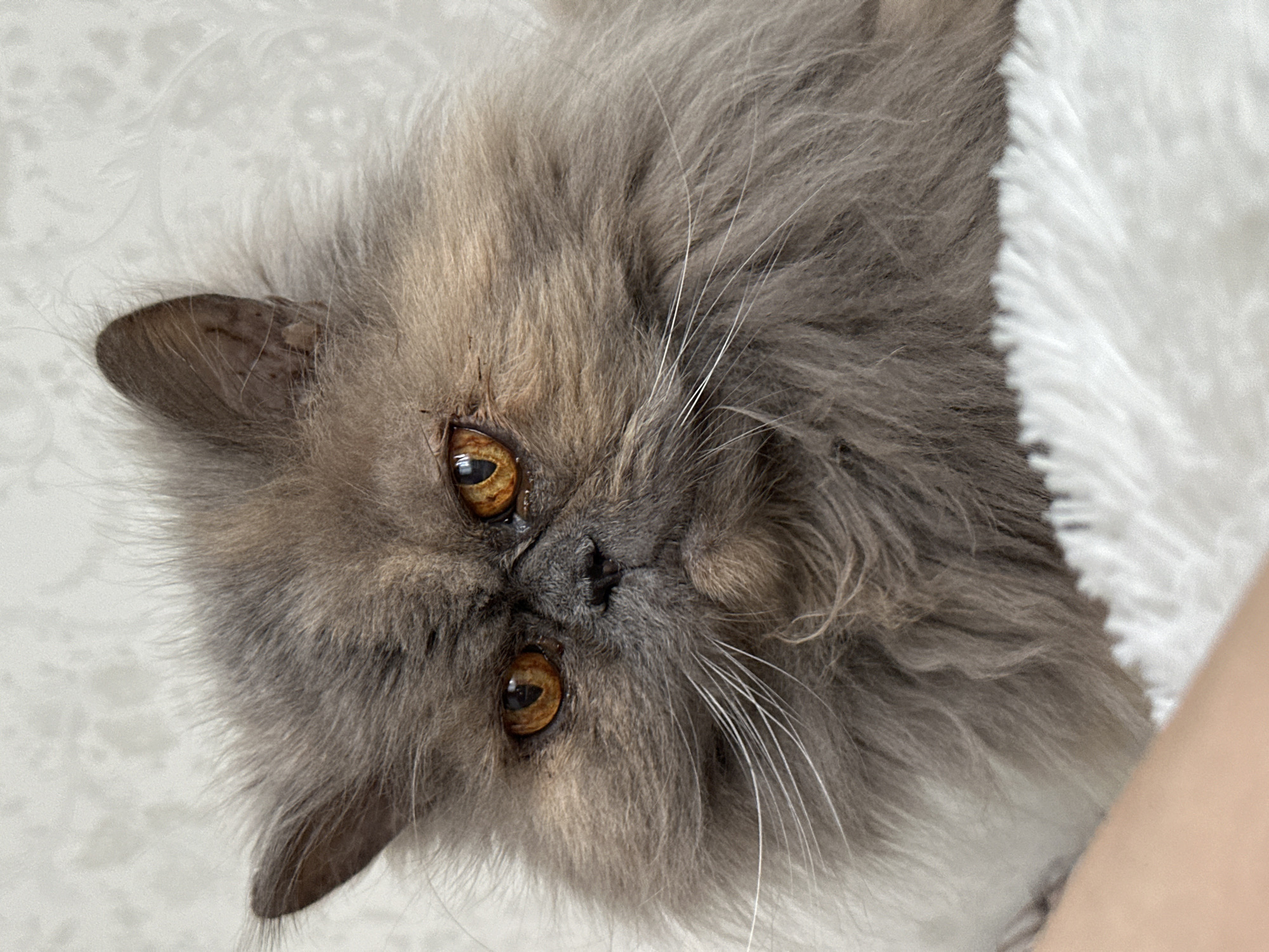 A close-up, low-angle shot of a fluffy, grey cat with amber eyes. The cat is lying on its side on a fluffy white blanket. The cat's head is turned towards the camera, and its whiskers are visible. The background is a soft, out-of-focus white. There is no visible indication of Chaikovsky, Russia in the image.
