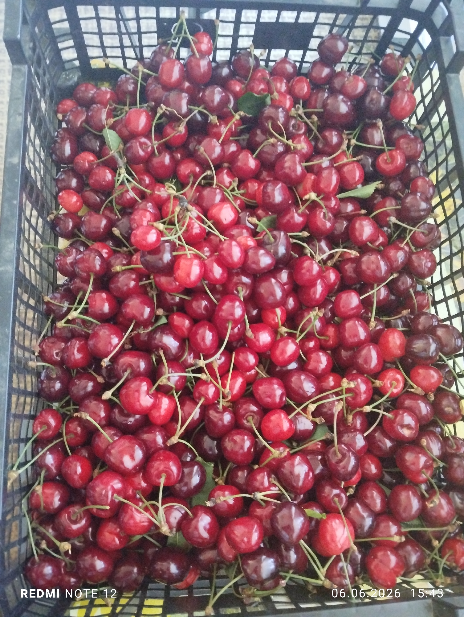 The image displays an overhead view of a black, plastic mesh crate filled with a large quantity of ripe cherries. The cherries are predominantly dark red to burgundy in color, with some appearing a brighter red. Many retain their green stems, often clustered together, and a few small green leaves are visible interspersed among the fruit. The cherries are densely packed, completely filling the crate and forming an uneven surface. The black plastic crate features a grid-like mesh pattern visible on its sides and bottom, through which a light-colored, indistinct background is partially visible, possibly a textured surface like a mat or fabric. No individuals are present in the scene, and no specific actions or interactions are depicted. The bottom left corner of the image contains a white text overlay reading "REDMI NOTE 12". The bottom right corner displays another white text overlay stating "06.06.2026 15:43". The immediate environment provides no discernible landmarks or contextual clues to determine a specific urban location.