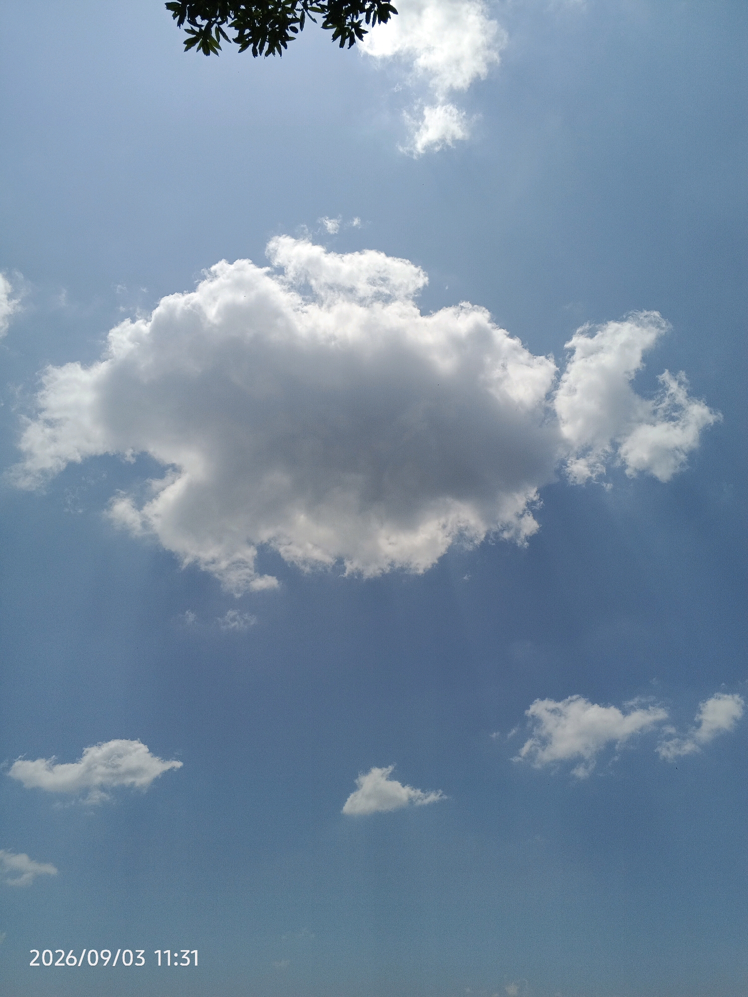 A low-angle shot of a bright blue sky with scattered white clouds captures a natural scene. In the upper left corner, dark green leaves from a tree branch are visible, partially obscuring the sky. A large, fluffy cumulus cloud dominates the center of the frame, casting subtle shadows that suggest it is illuminated by sunlight from above. Smaller, wispy clouds are scattered across the sky, some appearing to the left and right of the main cloud formation, and a few are visible towards the bottom of the image. The overall impression is of a clear, sunny day. A timestamp overlay at the bottom left corner reads "2026/09/03 11:31". This image does not depict any people, specific locations within Pinrang, Indonesia, or any discernible actions or interactions.