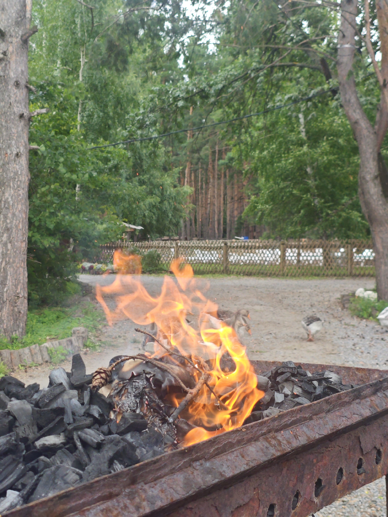 In the city of Arkhangelskoye, Russia, a rusty metal barbecue grill is filled with charcoal, with a fire burning atop it. The flames are a vibrant orange and yellow, illuminating the surrounding charcoal pieces. Several twigs and a pinecone are visible within the fire. The grill is positioned on a gravelly area, with green grass bordering the left side of the image. In the background, a wooden fence encloses an area with more gravel and patches of grass. Several geese are present in the background, some walking on the gravel and others standing near the fence. A stand of birch and pine trees forms a dense green backdrop to the scene, with a dirt path visible behind the grill. The overall atmosphere suggests an outdoor gathering or picnic in a natural, wooded environment.