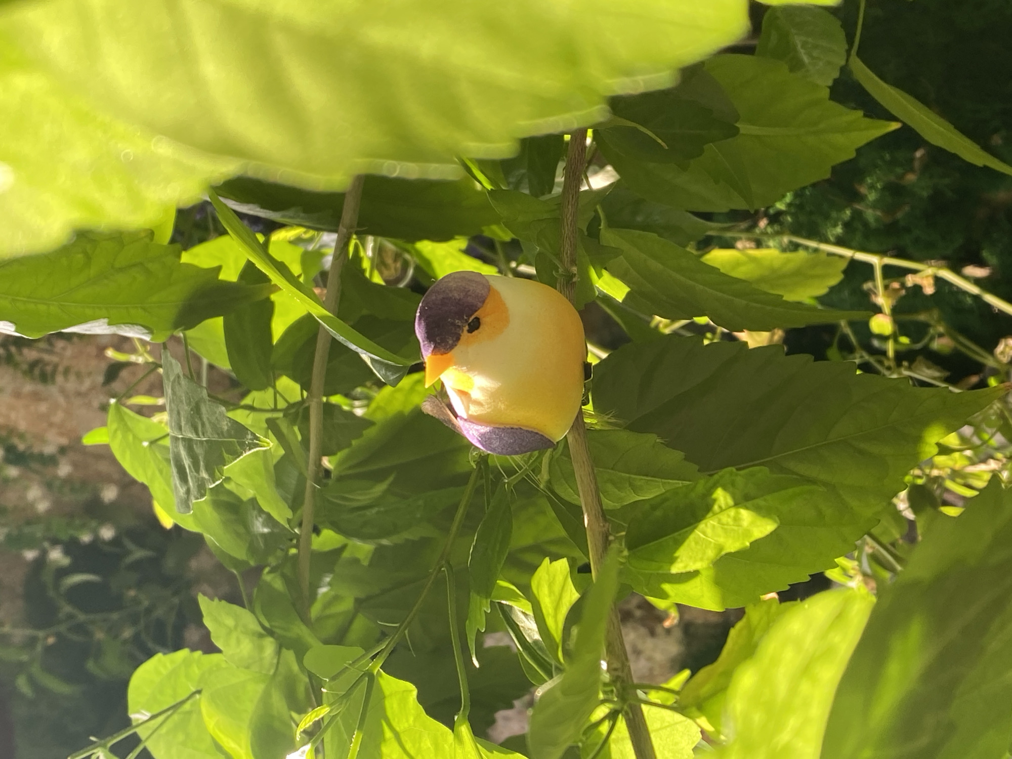 A small, decorative bird figurine, primarily yellow with a purple head and an orange beak, is perched on a thin branch amongst lush green foliage. The sunlight casts dappled shadows on the leaves and the bird. The background is a blur of greenery and hints of a textured wall. The scene is likely outdoors in a garden or natural setting within the city of Novokuznetsk, Russia.