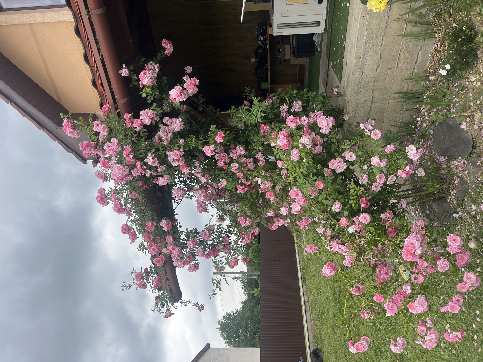 The media file captures a vibrant outdoor scene dominated by a large climbing rose bush in full bloom, adorned with numerous pink flowers. The bush is growing profusely along the side of a building, likely a house or shed, in Onokivtsi, Ukraine. Its branches extend upwards towards the brown tiled roof and along the eave, with many blossoms cascading downwards. Below the roses, a well-maintained lawn of green grass is visible, scattered with fallen pink petals. A grey concrete or stone path runs adjacent to the building, separating the manicured lawn from a more natural, unkempt area featuring taller green plants, a single yellow flower, and a small white flower, with a dark grey rock nestled within.
The sky above is heavily overcast with thick, grey clouds, indicating a cloudy daytime. Part of the building's interior, appearing dark, is visible beneath the eaves, where a white plastic container or storage unit and other indistinct items are stored. In the middle ground, a brown corrugated metal fence marks a boundary, with distant green trees and a utility pole visible further beyond. No human activity is depicted in the image. There is no discernible text visible. The overall impression is one of natural beauty and lush growth within a garden setting.
