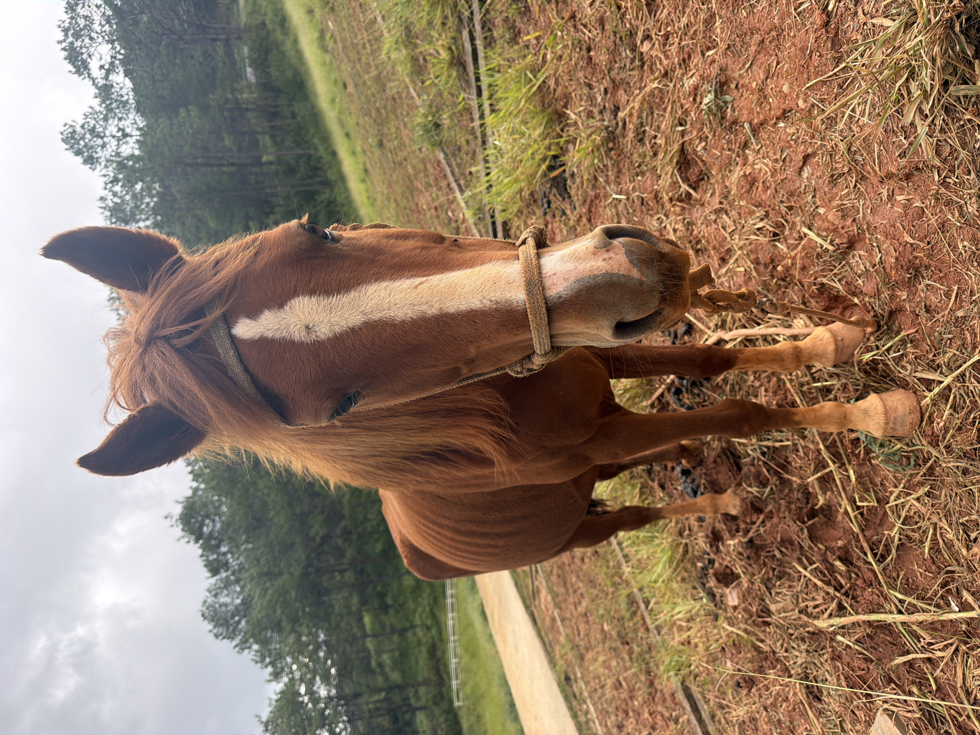 A brown horse with a white blaze on its forehead and a rope halter stands in a muddy, grassy area with pine trees in the background. The horse is facing the camera and appears to be thin. The ground is covered with dry grass and red dirt. A paved path is visible to the left of the horse, and a white fence runs along it. The sky is overcast. This scene is likely located in a rural area on the outskirts of Da Lat, Vietnam, given the landscape.