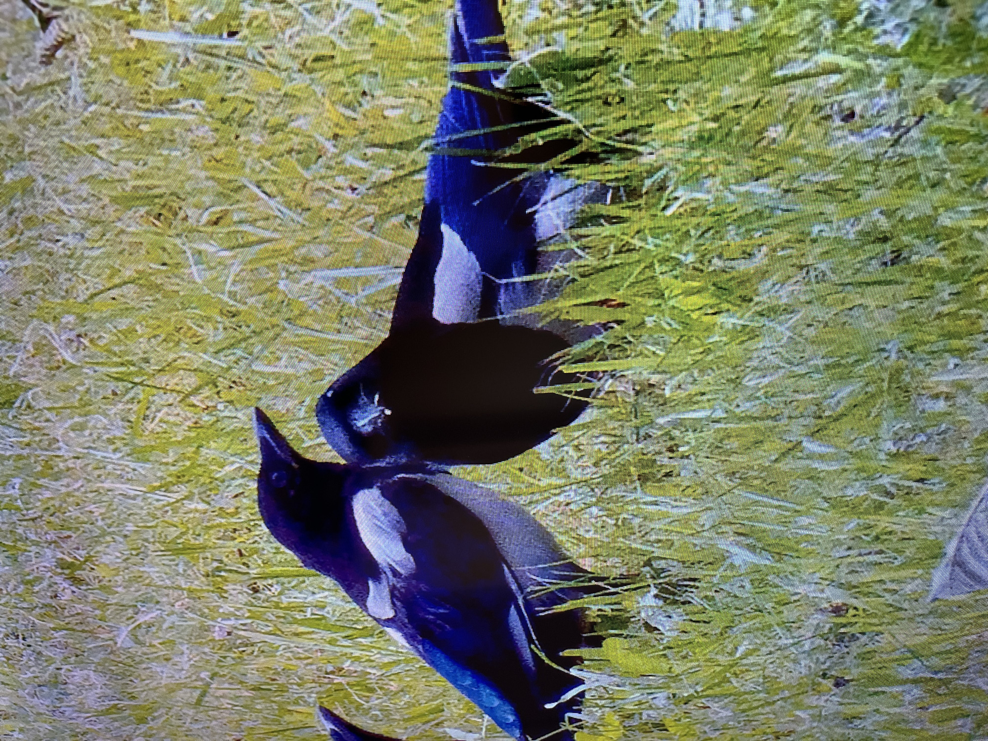Two magpies are standing in a grassy area. One magpie is on the left, facing right, with its head tilted. The other magpie is on the right, facing left, and appears to be looking down. Both birds have black and white plumage. The grass is green and yellow, with some dry blades scattered throughout. The image is a still from a video and exhibits a low resolution. No specific location in Kohtla-Järve linn, Estonia is identifiable from the visual information provided.