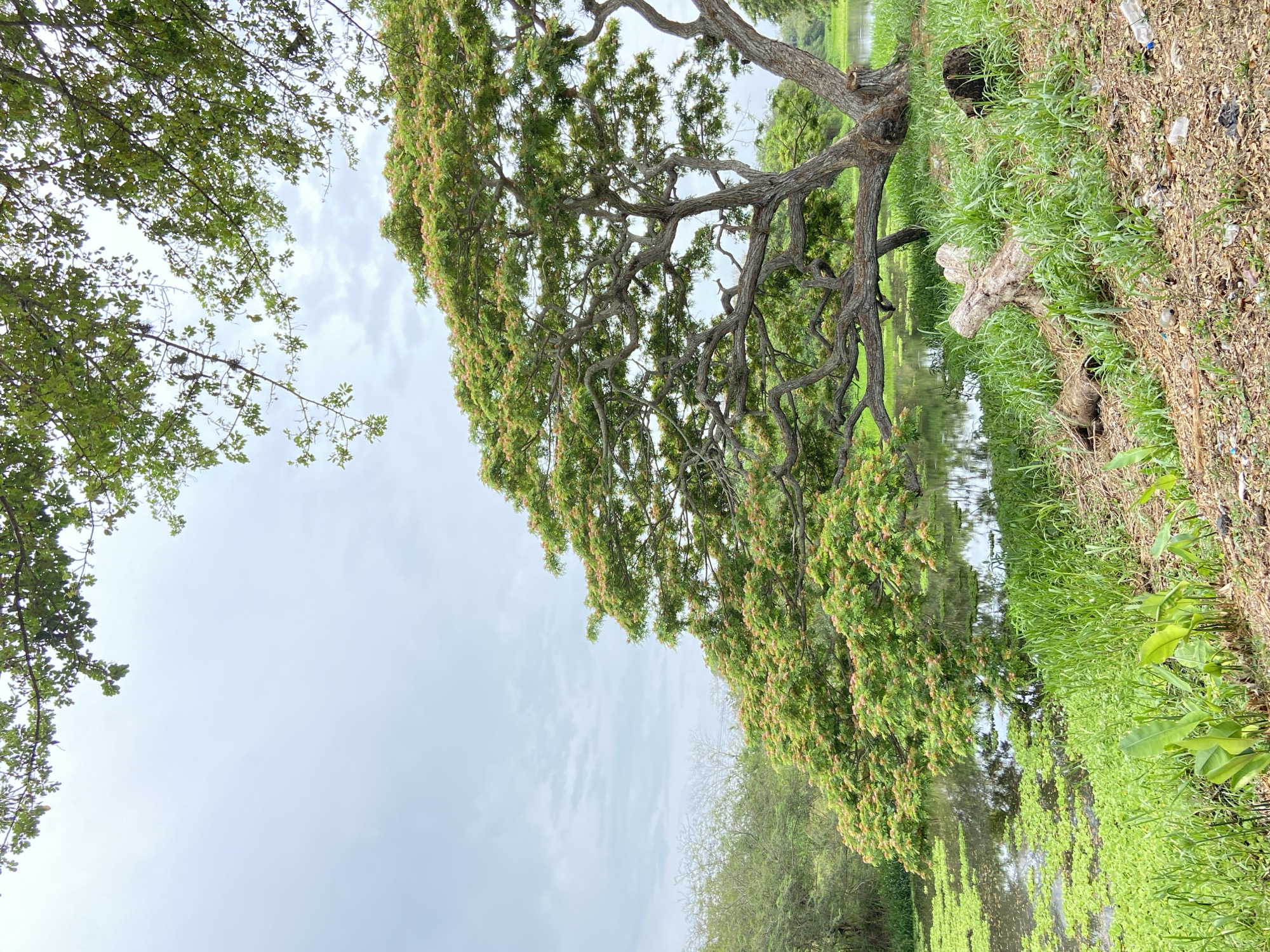 The image depicts a view of a body of water, possibly a river or canal, with lush green vegetation lining its banks. A large tree with an extensive, intricate branch structure and green foliage dominates the composition. The tree appears to overhang the water. The sky is overcast with white and gray clouds. On the right side, the ground is visible with a mix of grass, dirt, and scattered debris including a plastic bottle. The image is likely taken in the city of Río Chico, Venezuela.