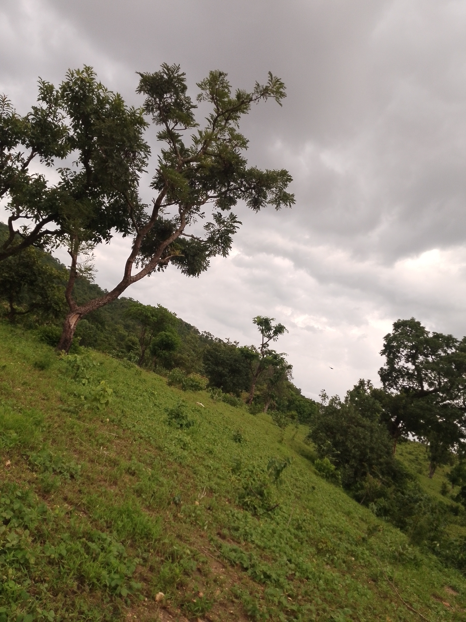A photograph captures an overcast sky above a lush, green hillside in Balewa, Nigeria. The foreground features a steep incline covered in grass and some scattered dirt. A prominent tree with a sturdy trunk and spreading branches stands on the left side of the hill, its leaves a vibrant green against the muted sky. Further up the hill and in the background, more trees and dense foliage cover the landscape, indicating a natural, possibly rural or undeveloped area. The sky is filled with heavy, grey clouds, suggesting an impending rain or a generally gloomy weather day. There are no people or discernible man-made structures visible in the image. The overall impression is one of natural beauty and a somewhat serene, albeit cloudy, outdoor environment.