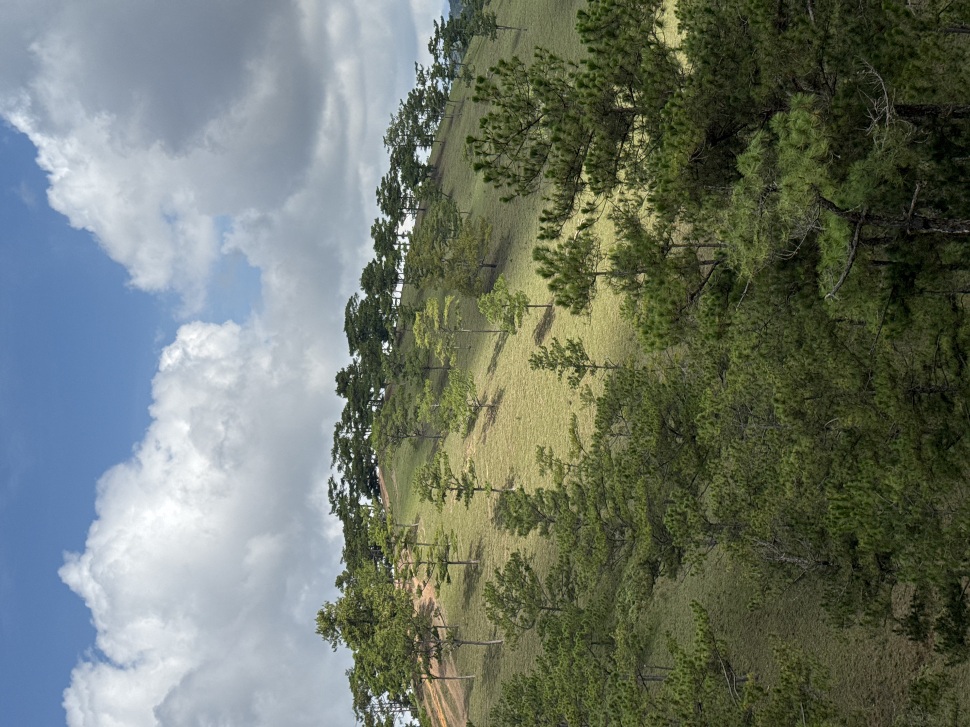 The image depicts a hillside landscape with scattered pine trees in Lạc Dương, Vietnam. The hill is covered in light green grass. A dirt path winds up the side of the hill. The sky is partially cloudy.