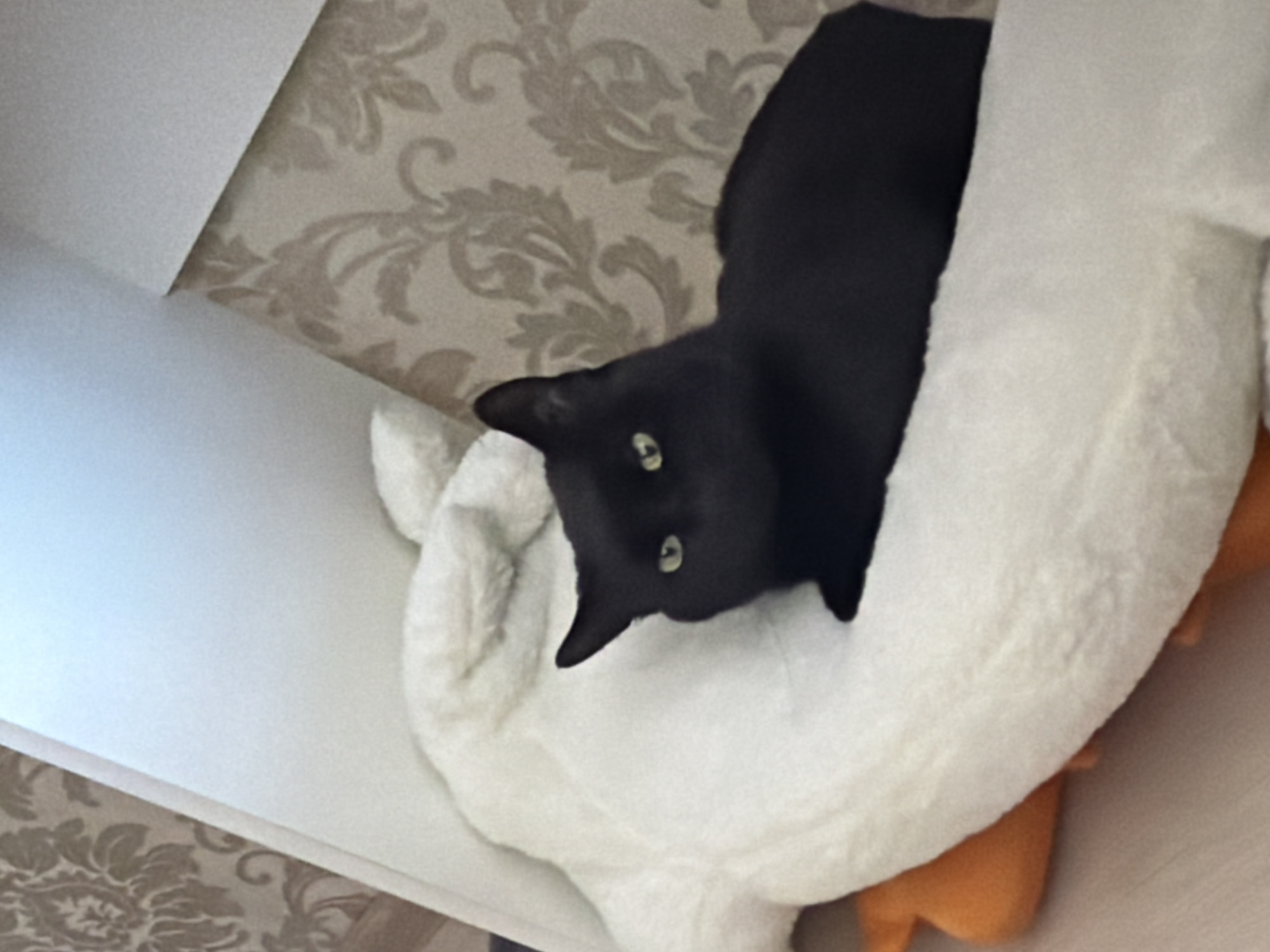 A black cat with luminous green-yellow eyes is depicted in an indoor setting. The cat is positioned in a recumbent posture, facing slightly left of center, with its head turned directly towards the viewer. It rests upon a large, white, plush, soft object, possibly a pillow or stuffed animal, which occupies the lower-center of the frame. An orange plush object is partially visible beneath the white object in the lower-left corner. The background consists of two elements: a section of wall covered in light brown floral or damask patterned wallpaper, and a smooth, plain, light-colored surface (likely a wall or furniture element) positioned diagonally, partially obscuring the wallpaper. The lighting suggests an indoor environment. The precise location within the city of Izhevsk, Russia, cannot be identified from the visual information provided in the image.