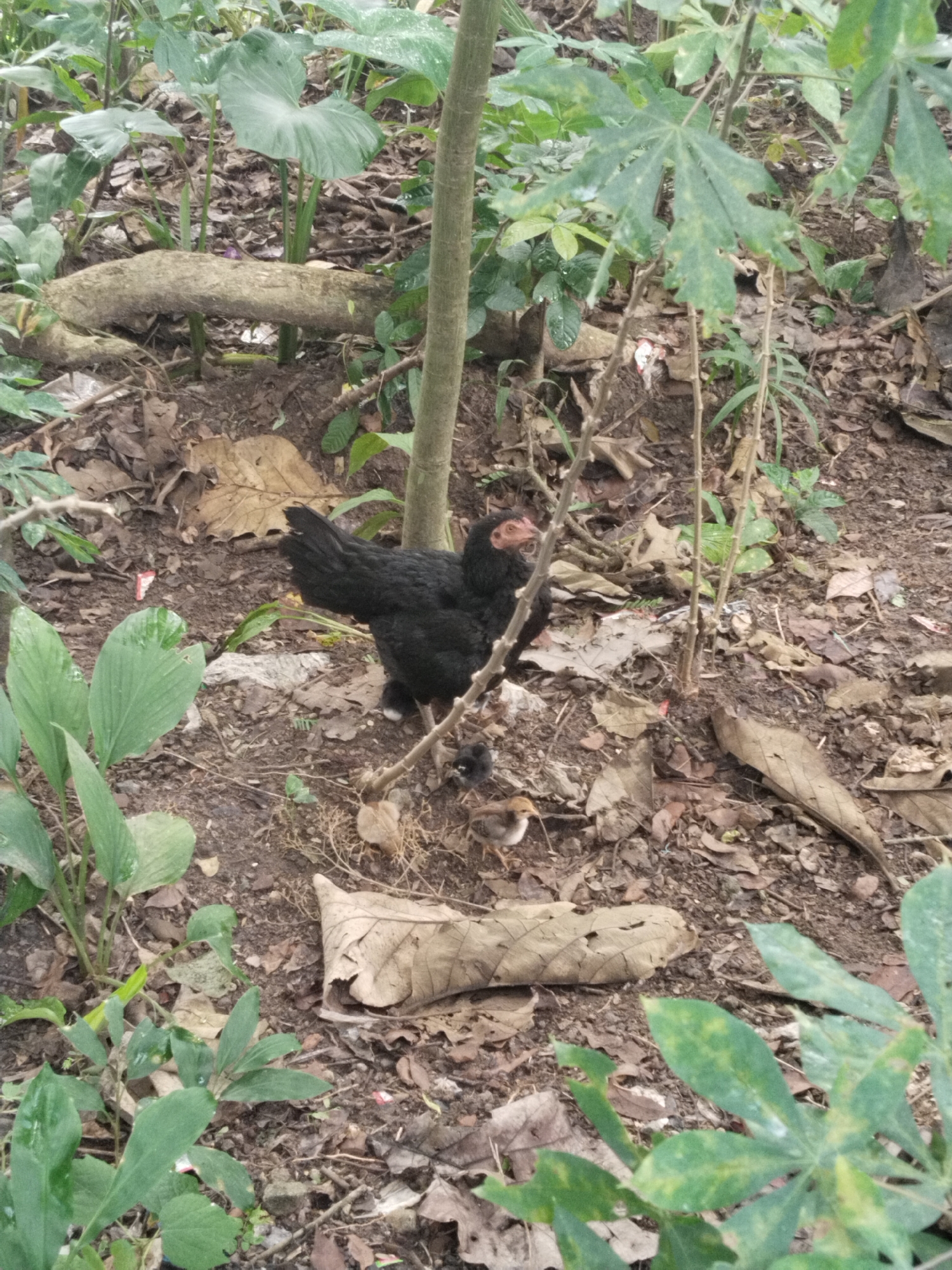 The image shows a black hen with a few chicks in a forested area. The ground is covered in fallen leaves and various green plants. A thin tree trunk is visible in the background. The location appears to be rural.