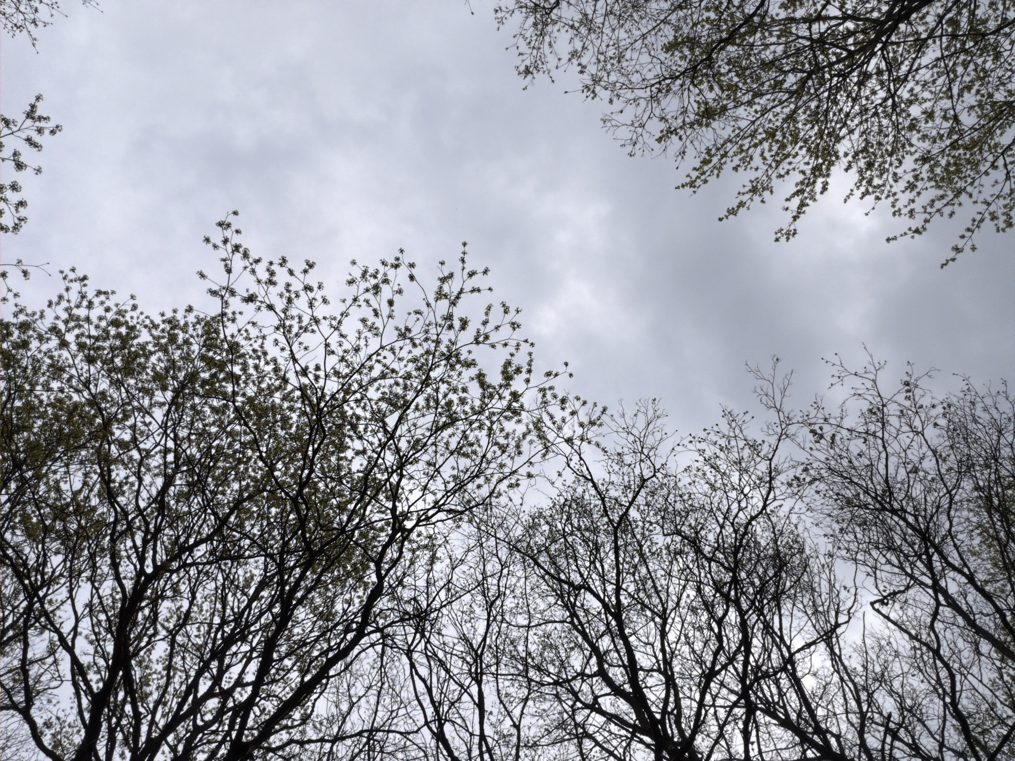 The image shows a view looking up into a cloudy sky framed by tree branches. The trees are mostly bare, with some showing signs of early budding. The location is assumed to be in the city of Pavlovo, Russia. There are no visible people, subjects, objects, actions, or interactions besides the presence of trees and the sky. The environment suggests early spring or late autumn.