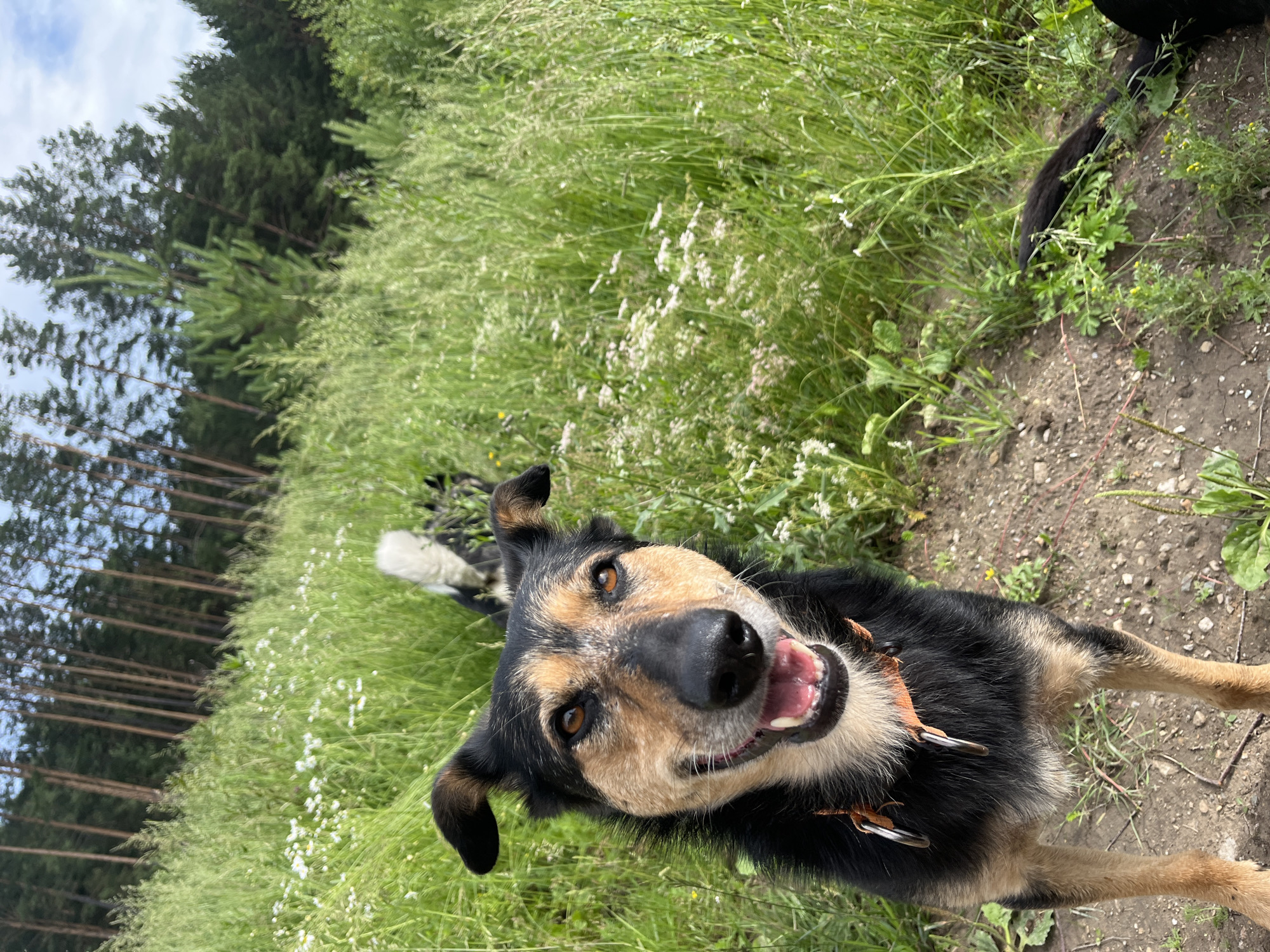 The image shows a dog in a grassy area with trees in the background. The dog is looking at the camera and appears to be happy. The dog is black and tan and is wearing an orange collar. There is another dog in the background, partially obscured by grass, that is black and white. The location is described as a grassy area with trees in Nizhny Tagil, Russia.