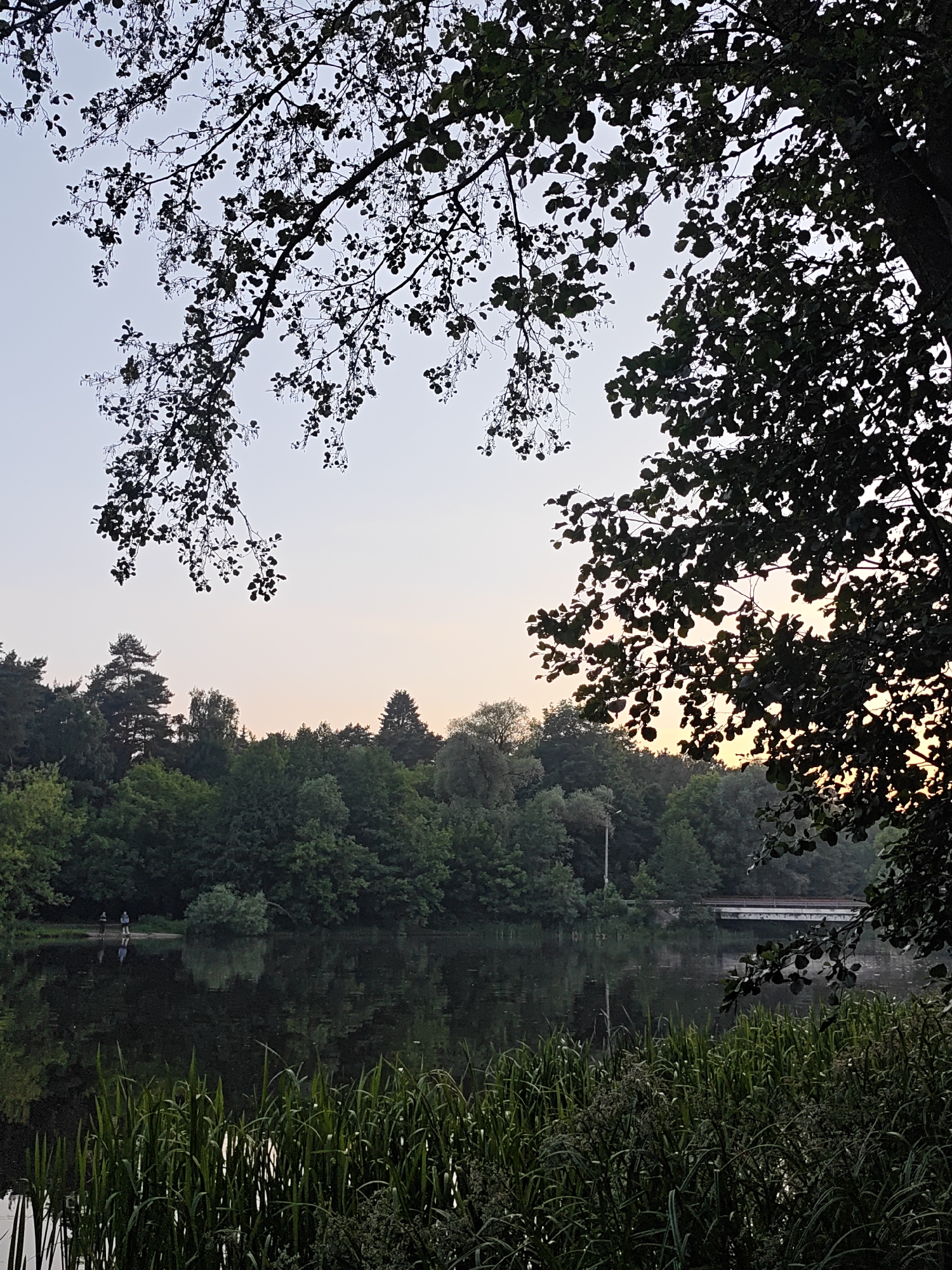 A twilight landscape photograph in Kratovo, Russia, presents a panoramic view across a placid body of water, likely a lake or pond, at either dawn or dusk. The foreground is dominated by dense, dark green aquatic grasses and reeds rising from the water's edge. Above, dark, silhouetted tree branches with numerous small leaves extend from the top left and right, partially framing the sky. The calm, dark water reflects the opposite bank's vegetation and the subtly illuminated sky. On the far bank, two human figures, indistinct and appearing in dark clothing, stand near the water's edge with their reflections visible beneath them. The midground and background are characterized by a dense, dark green forest of mixed deciduous and coniferous trees lining the distant shore. A white utility pole rises above the treeline slightly to the left of the center. To the right, a white bridge with a visible green railing can be partially seen spanning a section of the water or land through the foliage. The sky transitions from a light blue at the zenith to a pale orange-yellow hue near the horizon, most notably behind the trees on the right side.