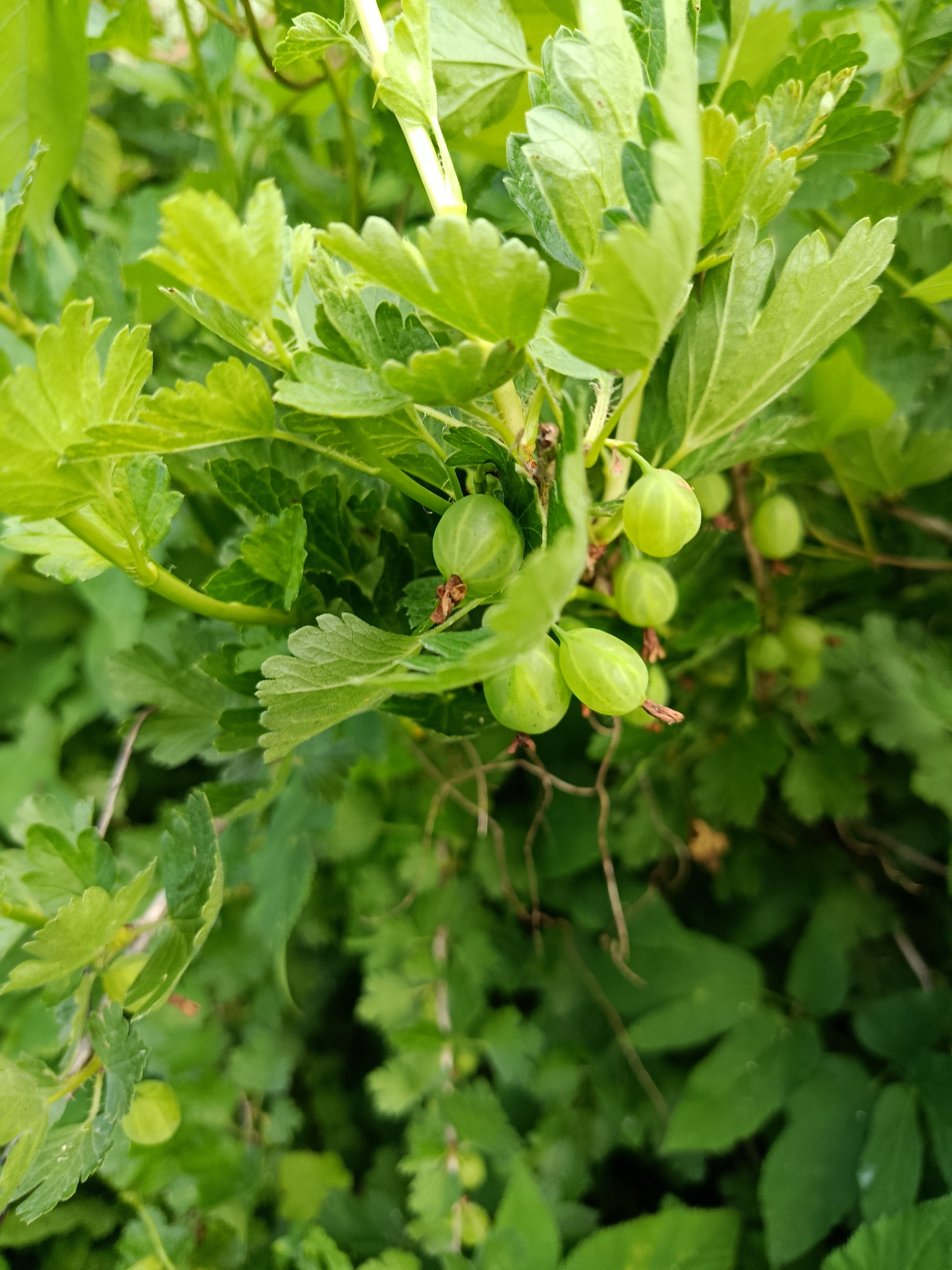 This is a close-up photograph of unripe gooseberries growing on a bush. The berries are a pale green color and are clustered on thin stems, surrounded by vibrant green leaves. Some of the leaves are sharply lobed with serrated edges, while others are smoother. The overall scene is lush and green, suggesting an outdoor setting, likely a garden or natural area. The lighting is natural, implying it was taken during daylight hours, though the exact time of day is not discernible. There is no indication of weather conditions, but the healthy green foliage suggests favorable growing conditions. The focus is primarily on the berries and the surrounding foliage, with the background being a soft blur of more greenery. No people or text are visible in the image. The focus on the developing fruit hints at a seasonal moment of growth and potential harvest.