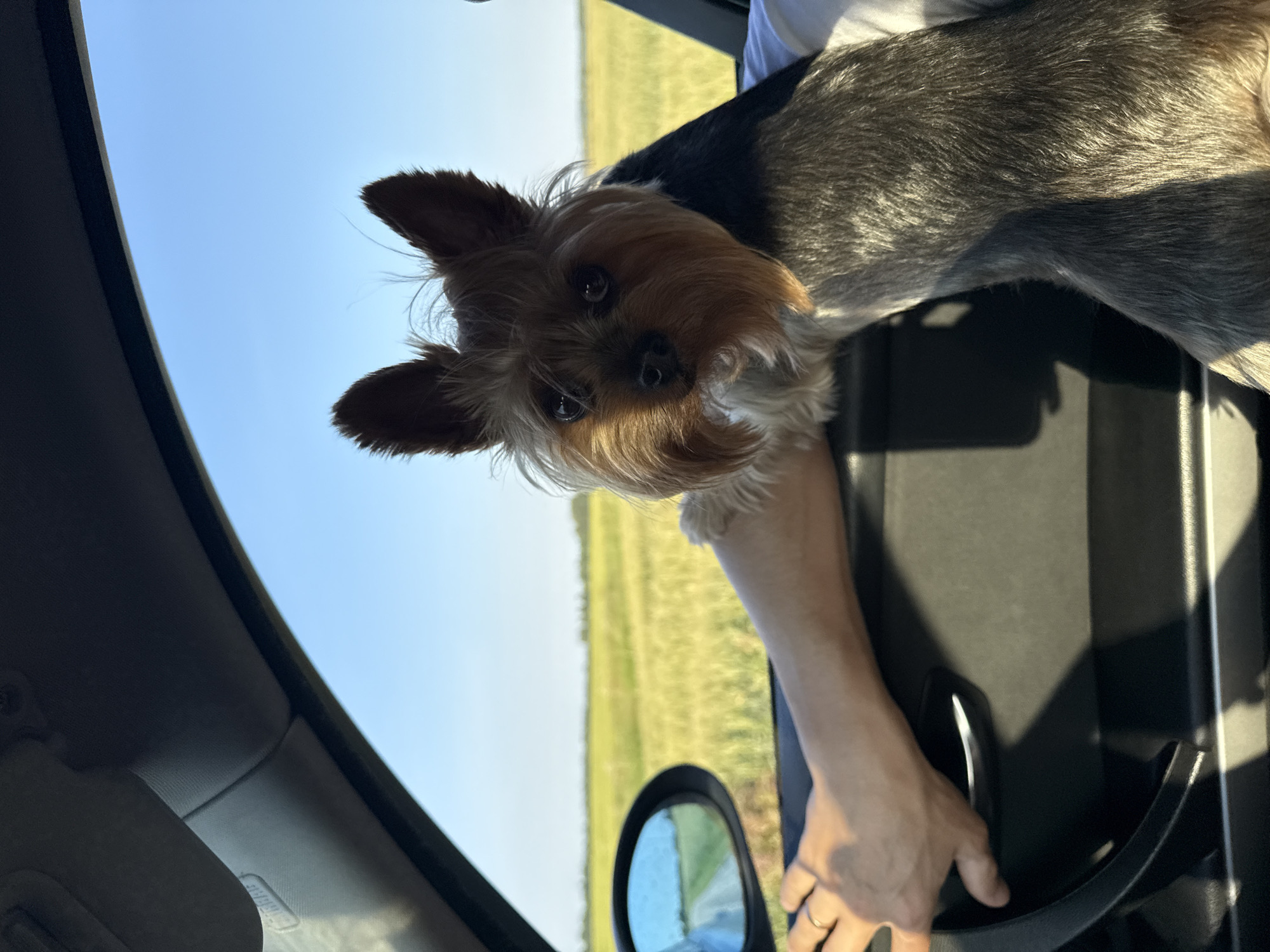 This image captures a Yorkshire Terrier looking out of a car window on a sunny day. The dog is the central subject, with its face and upper body visible as it leans out of the open window. The dog's fur is a mix of tan and grey, and its ears are perked up. Behind the dog, a person's arm is visible, resting on the car door. The car interior is dark, with a black door panel and a silver interior handle.
The background shows a bright blue sky and a vast, green field, suggesting an outdoor setting, likely rural. The sun appears to be shining, indicated by the bright sky and the lighting on the dog's fur. The scene conveys a sense of joy and freedom, with the dog enjoying the ride and the scenery. There is no visible text in the image. The location context is Anglininkai, Lithuania.