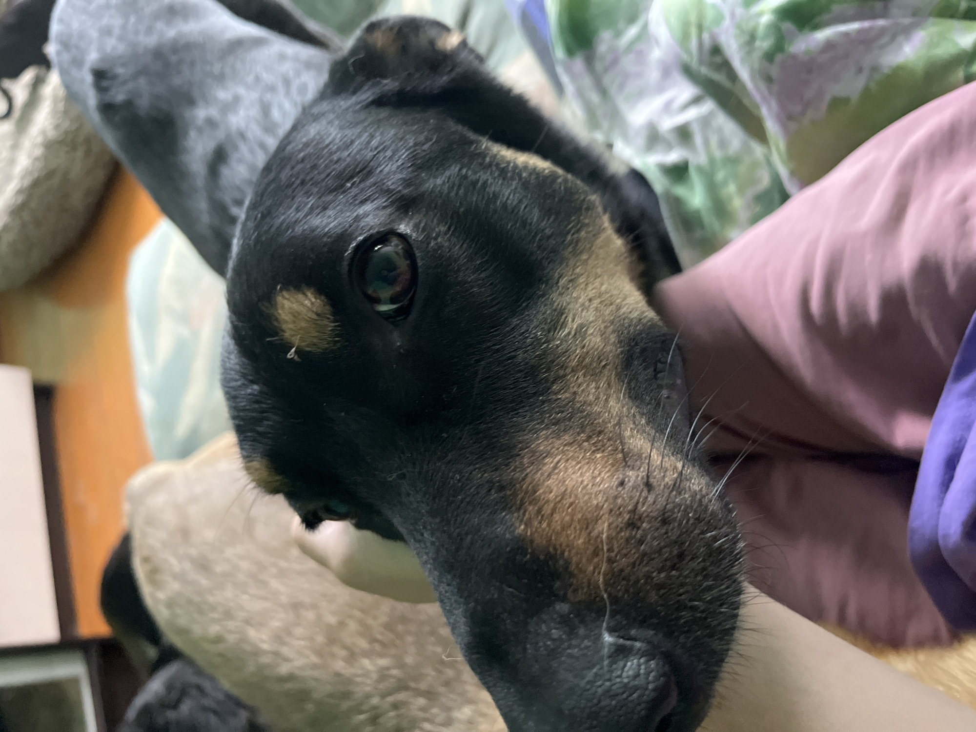 A close-up, eye-level shot features the head of a black and tan dog lying down, its face filling the foreground. The dog's nose, a dark, textured black, is on the left side of the frame. Its eyes are dark brown with reflections of light. The dog's fur is predominantly black, with distinct tan markings above its eyes and on its muzzle. Part of the dog's back, with a greyish mottled coat, extends into the upper right of the image. The dog is resting on a person's legs, which are covered by a pink garment. In the background, a tan-colored dog or other animal is partially visible on the left. The environment appears to be indoors, with hints of a light-colored furniture piece on the far left and bedding with a green and white floral pattern in the background on the right. There are no identifiable landmarks of Nizhny Tagil, Russia, in this image.
