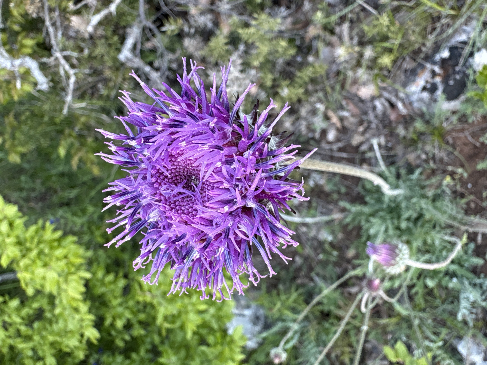 The image features a vibrant purple flower in close-up, possibly a type of thistle, with a dense, spiky bloom. The background consists of varied vegetation, including green shrubs on the left and grayish-green foliage mixed with some bare soil or rock on the right. A stem connects to the flower. There is no evidence of a specific location like a city or people.