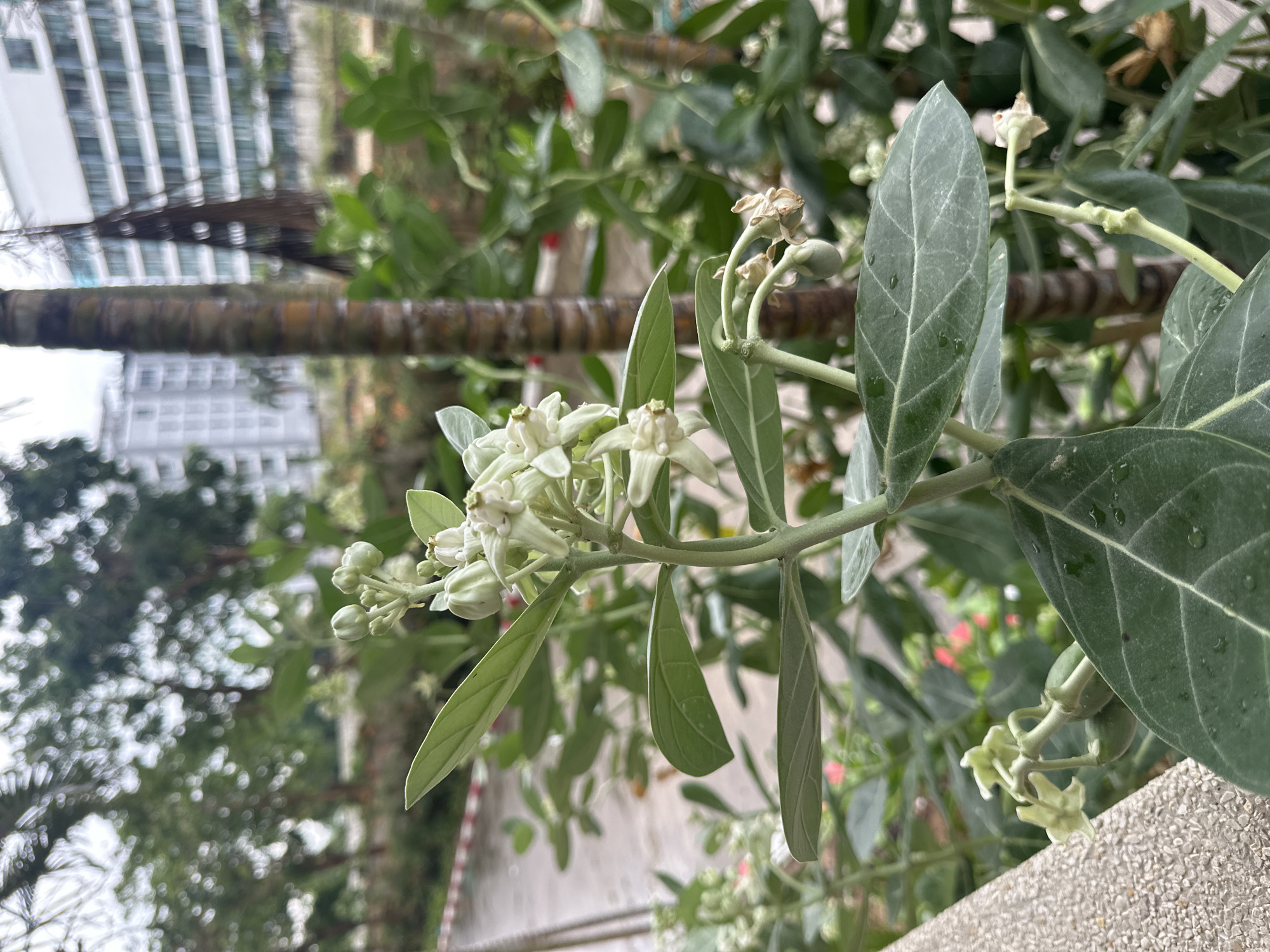 The image shows a branch of Calotropis gigantea, also known as crown flower or giant milkweed, with several white and green flowers and buds. The plant is located in an urban setting, as evidenced by a tall building in the background. The location is Pattaya City, Thailand, as indicated by the geotag. The plant is growing near a concrete structure. The overall environment appears to be a garden or park within the city.