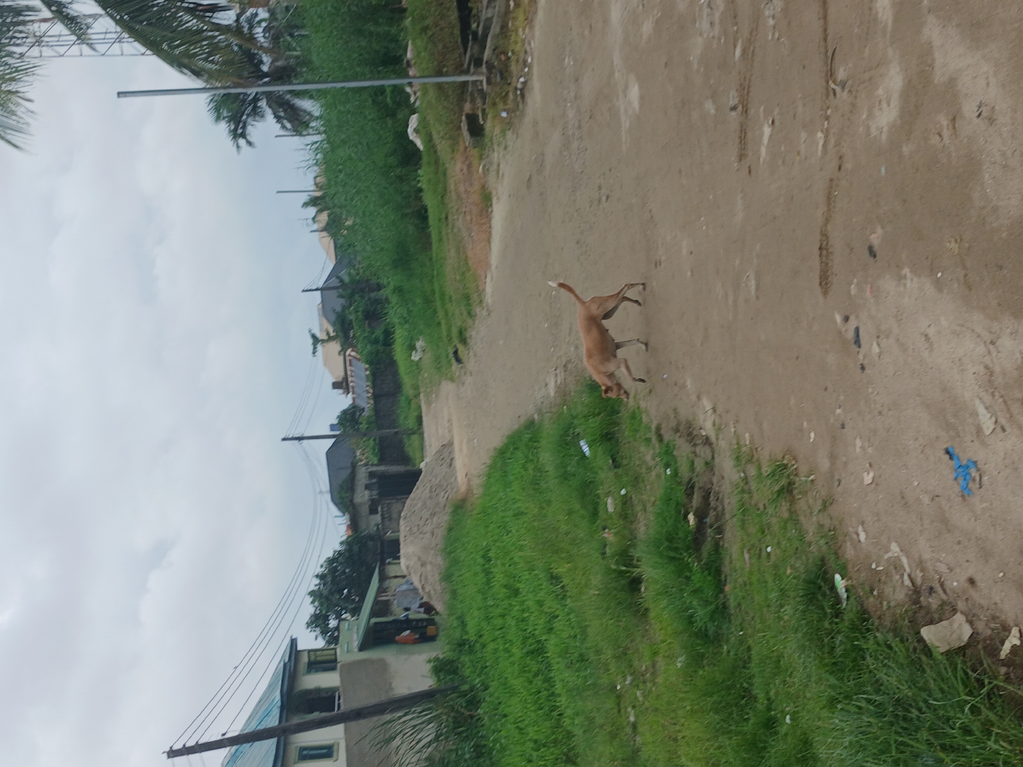 The image depicts an outdoor scene in a semi-urban or rural setting under an overcast sky. A tan-colored dog is the primary subject, walking on a dirt road towards the right side of the frame, with its head down. The dog is medium-sized with short fur and a thin tail.
The environment consists of a dirt road with tire tracks and some scattered debris, including plastic bags and what appear to be small pieces of trash. To the left of the road, there is a patch of vibrant green grass. Further back, on the left side of the image, a light-colored building with a green roof and a smaller green awning is visible. Adjacent to this building, a large pile of sand or dirt is situated. Behind the sandpile, other buildings with darker roofs and some trees and dense green vegetation are present. Power lines and utility poles crisscross the upper portion of the image, indicating the presence of infrastructure. On the far right, a tall, thin pole stands, and the fronds of a palm tree are visible at the top edge of the frame. The overall impression is one of a developing or unpaved area.