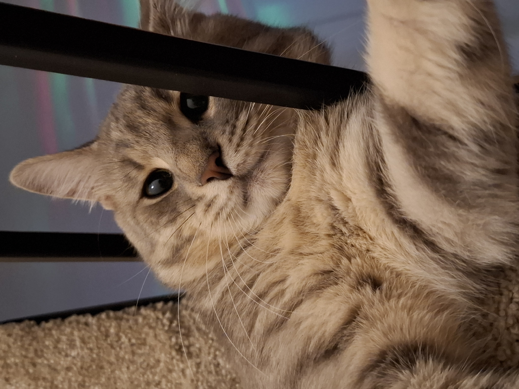 The image is a close-up, eye-level shot of a tabby cat lying down, with its head turned towards the camera. The cat has light brown fur with darker stripes. Its eyes are wide open and dark, and its nose is pink. The cat is partially obscured by a black vertical bar in the foreground. To the left of the cat, there is a textured, beige surface, possibly a scratching post or carpeted furniture. The background is blurred, with faint pastel-colored lights. The lighting is dim, creating soft shadows.