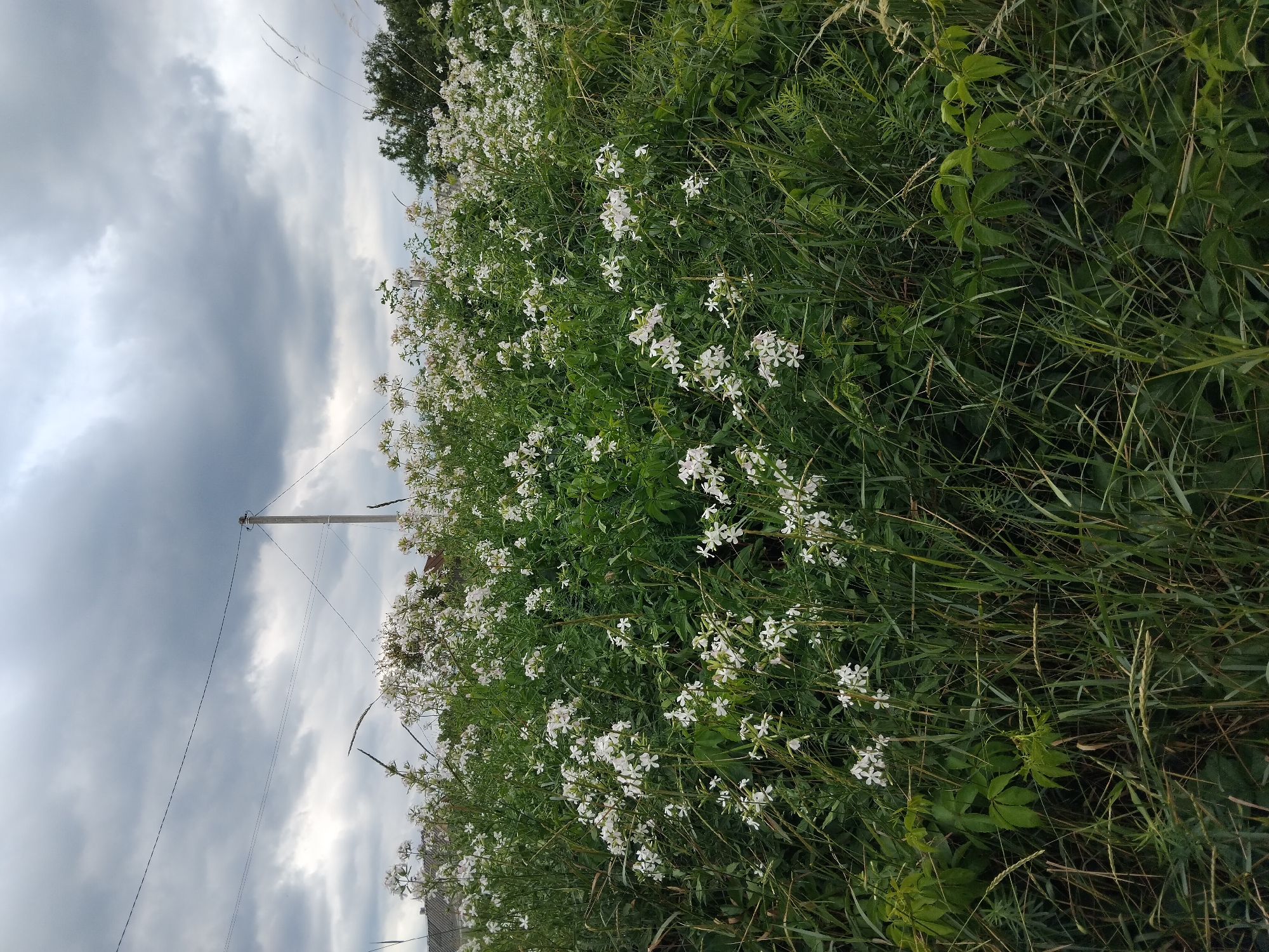 The image shows a field of wild white flowers and tall green grass under a cloudy sky. In the background, a power line runs horizontally across the frame, supported by a utility pole. To the left, the roof of a building is partially visible. The scene appears to be a rural or suburban area, possibly on the outskirts of Zhytomyr, Ukraine, given the mention of the city. There are no people or animals visible in the image. The overall impression is one of a natural landscape under an overcast sky, with evidence of human infrastructure in the form of the power line and a building.