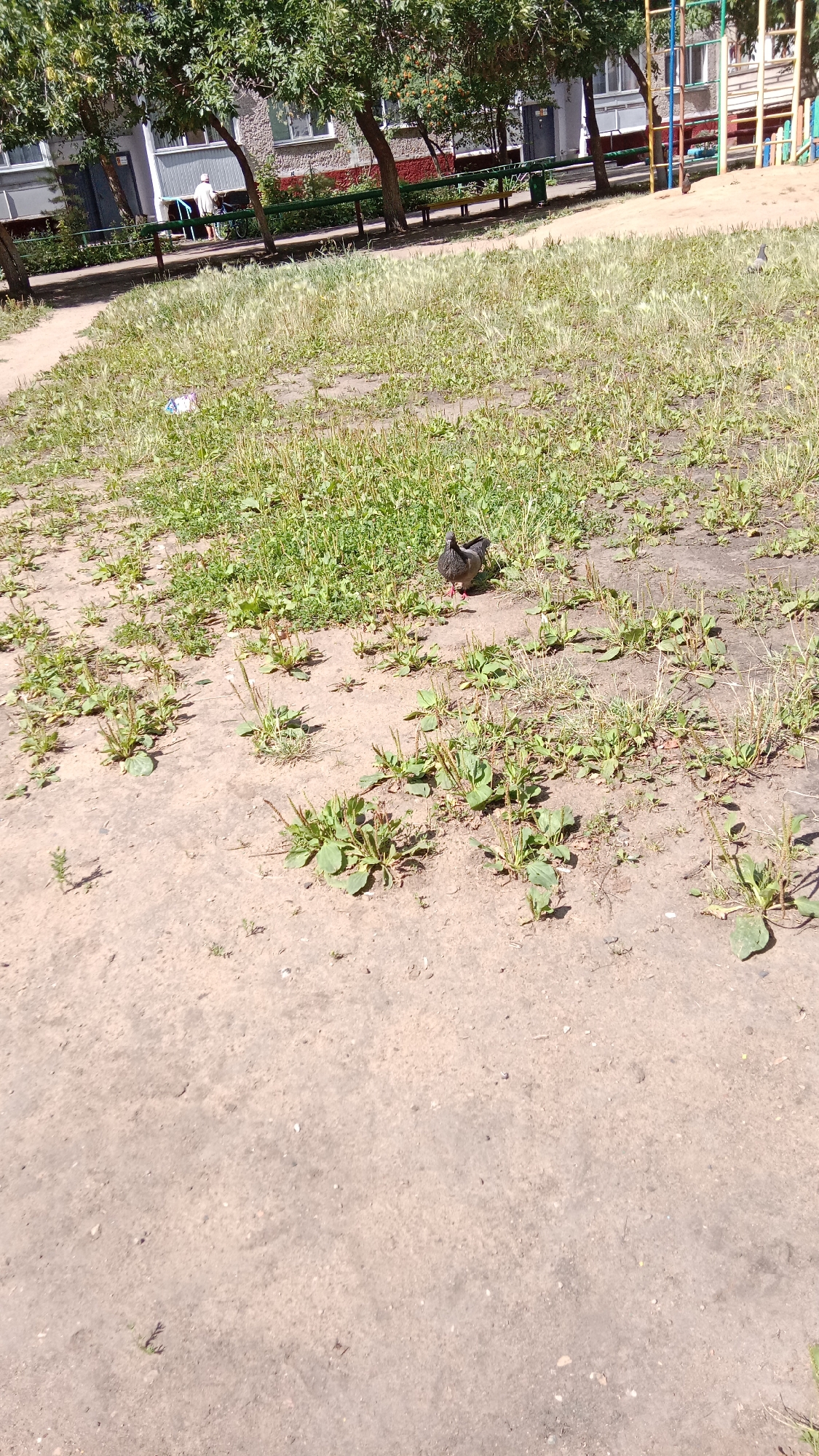 The image shows a street scene in Petropavl, Kazakhstan. In the foreground, there is a dirt path with sparse green grass and weeds. A pigeon is visible in the middle ground, standing on the dirt. In the background, there is a building with windows and trees. There is also playground equipment visible on the right side of the image. A person wearing a light-colored shirt and shorts is standing near a bicycle to the left of the building.