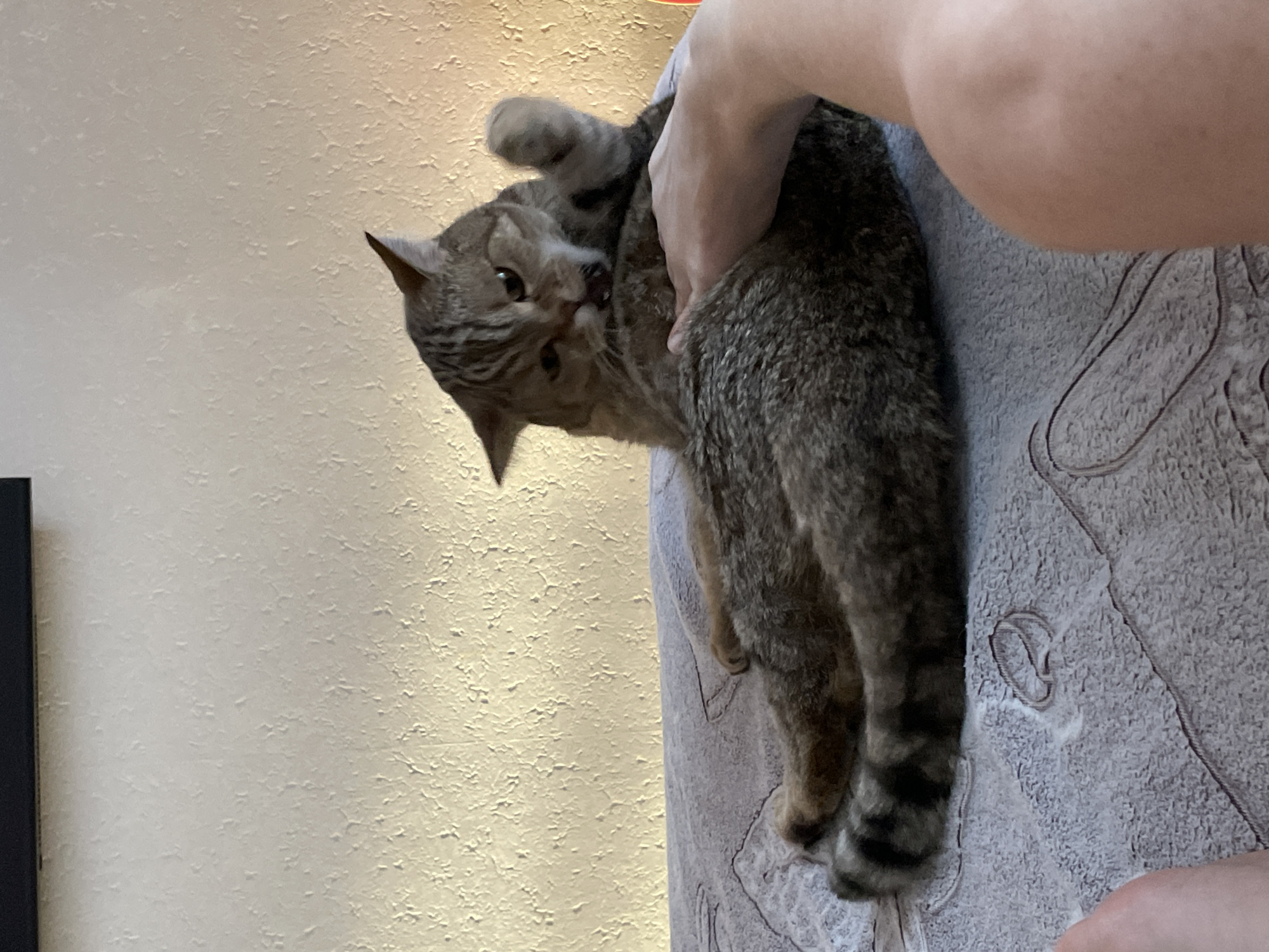 A tabby cat is lying on its back on a textured, light-colored blanket or bedspread. The cat has its mouth open, appearing to be biting or licking its own paw which is raised towards its face. A human hand is visible resting on the cat's abdomen. The background is a textured wall illuminated by a warm light source, casting shadows and highlighting the uneven surface. The scene is indoors, likely in a bedroom or living area, with a dark horizontal object, possibly a shelf or frame, visible at the top of the image. The location is not specified as being in the city of Unknown, Russia.