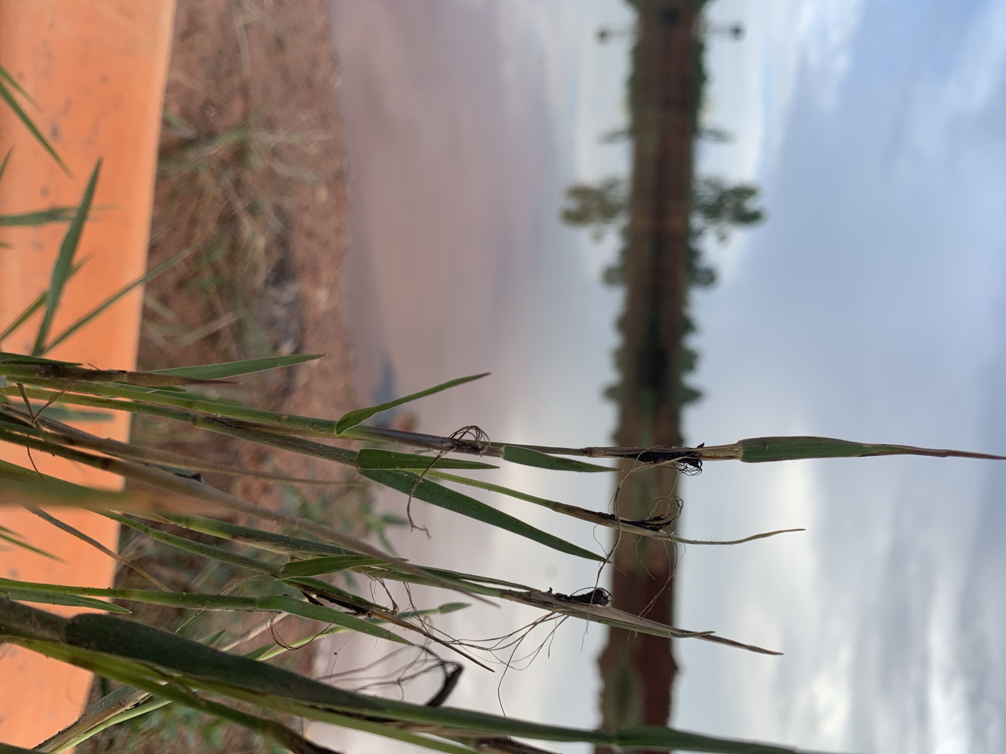 The image captures a close-up of green grass blades in the foreground, with a body of reddish-brown water in the mid-ground. The water reflects the sky and some trees, suggesting an outdoor environment. In the background, there is a flat expanse of land with sparse vegetation and trees, indicating a rural or undeveloped area. The sky is overcast with clouds. An orange object, possibly a pipe or conduit, is partially visible in the lower left corner of the frame. The scene appears to be a natural landscape, possibly a pond or a lake, near the outskirts of Rayfield, Nigeria.