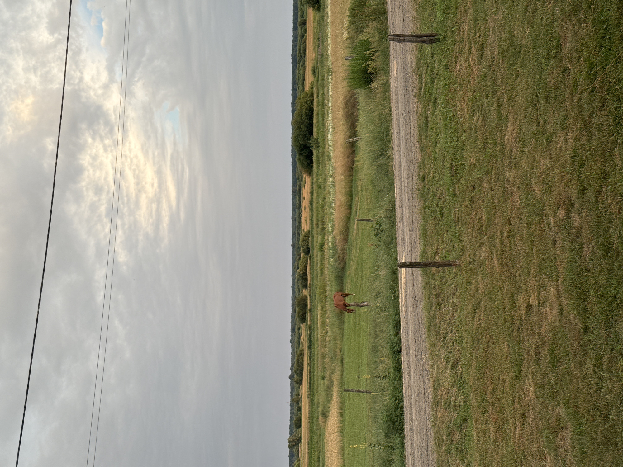 In Chemerne, Ukraine, a brown horse stands in a green field, its head down as if grazing. The field is bordered by a dirt road in the foreground and a line of trees in the distance. The sky above is overcast with a few patches of sunlight breaking through the clouds. Power lines stretch across the top of the frame.