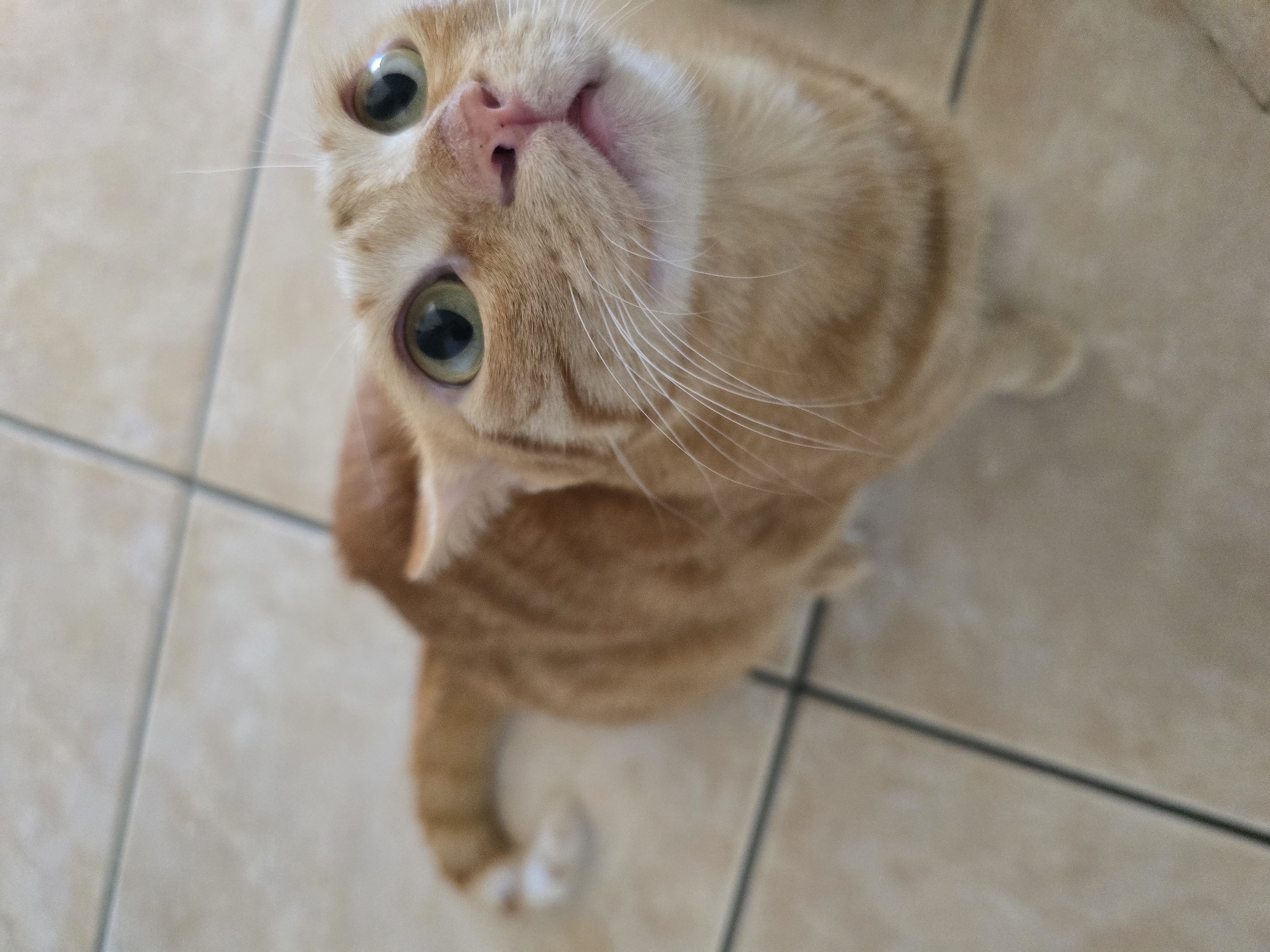 An orange tabby domestic cat is depicted indoors, situated on a light beige tiled floor with dark grey grout lines. The cat is in a crouched or seated position, with its head tilted upwards and its gaze directed slightly to its right, as if focused on something above or off-camera. Its greenish-yellow eyes show prominent pupil dilation. The cat's ears are positioned slightly flattened back against its head, a posture often referred to as "airplane ears," indicative of alertness or focused attention. Its nose is pink, and its mouth is slightly open, revealing a pink lower lip and prominent white whiskers fanning out from its muzzle. The cat's fur displays distinct tabby stripes, particularly visible on its forehead and face. A portion of its orange-striped body and a segment of its tail, showing a small white tip, are visible to the lower left. The tiled floor extends into the shallowly focused background. No visual information within the image provides any basis to determine the location as Salerno, Italy, or any specific geographic city.