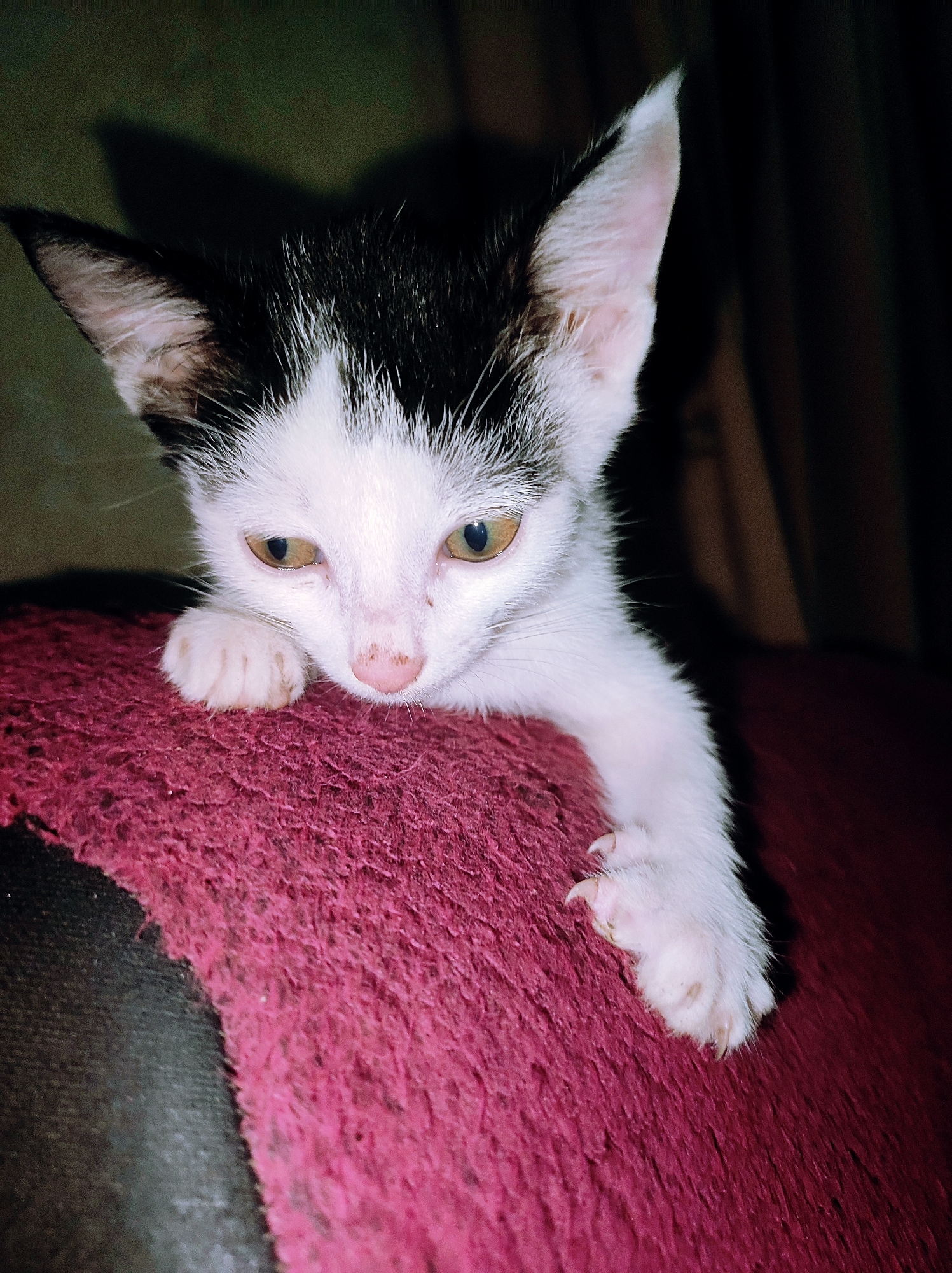 A close-up shot shows a young kitten with black and white fur. The kitten is positioned on what appears to be a maroon-colored, textured surface resembling a blanket or cushion. The kitten's front paws are visible, one of which is extended slightly with visible claws. The kitten's head is tilted downward, giving the impression that it is looking down or resting its chin on the surface.
The background is dark and mostly out of focus, suggesting an indoor setting with limited lighting.
There is no information available in the image to determine if the photograph was taken in Jos, Nigeria.