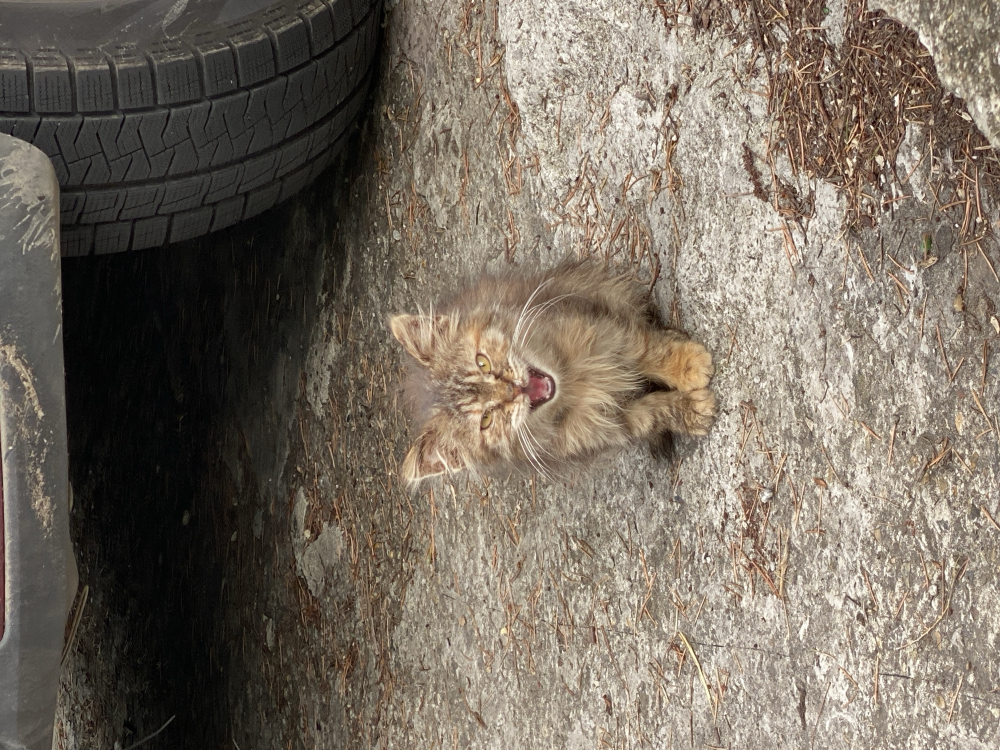 A small, fluffy brown kitten is sitting on a concrete surface with scattered pine needles. The kitten is looking upwards with its mouth open, seemingly yawning or meowing. A car tire is partially visible in the upper left corner of the image. A portion of the car bumper is on the left side of the image. The location is likely a roadside or parking area. The exact location in Sochi, Russia cannot be determined from the image.