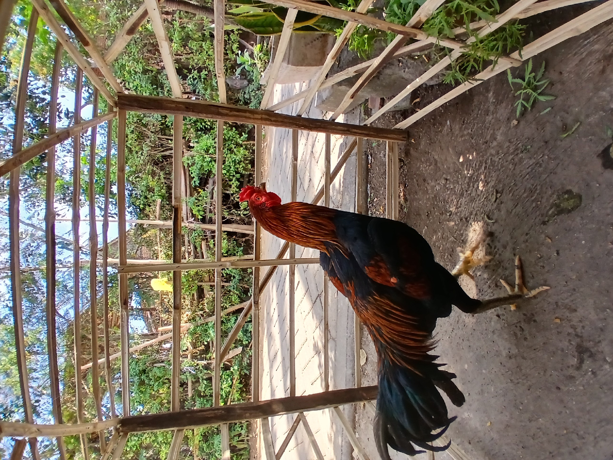 A rooster stands within a wooden enclosure in Pejaten, Indonesia. The enclosure is constructed with bamboo poles and slats, forming a simple cage-like structure. The ground inside the enclosure is a mix of concrete and dirt, with some scattered leaves. Outside the enclosure, a paved pathway is visible, bordered by lush green foliage and trees. In the background, there are more trees and vegetation, suggesting a rural or semi-rural setting. The rooster has dark black body feathers with iridescent red and copper accents on its neck and wings. Its comb and wattles are a bright red. The sky above is a bright blue with some scattered clouds. The image captures a typical scene in a residential area of Pejaten, known for its artistic and cultural heritage, where keeping roosters for cockfighting is a common practice.