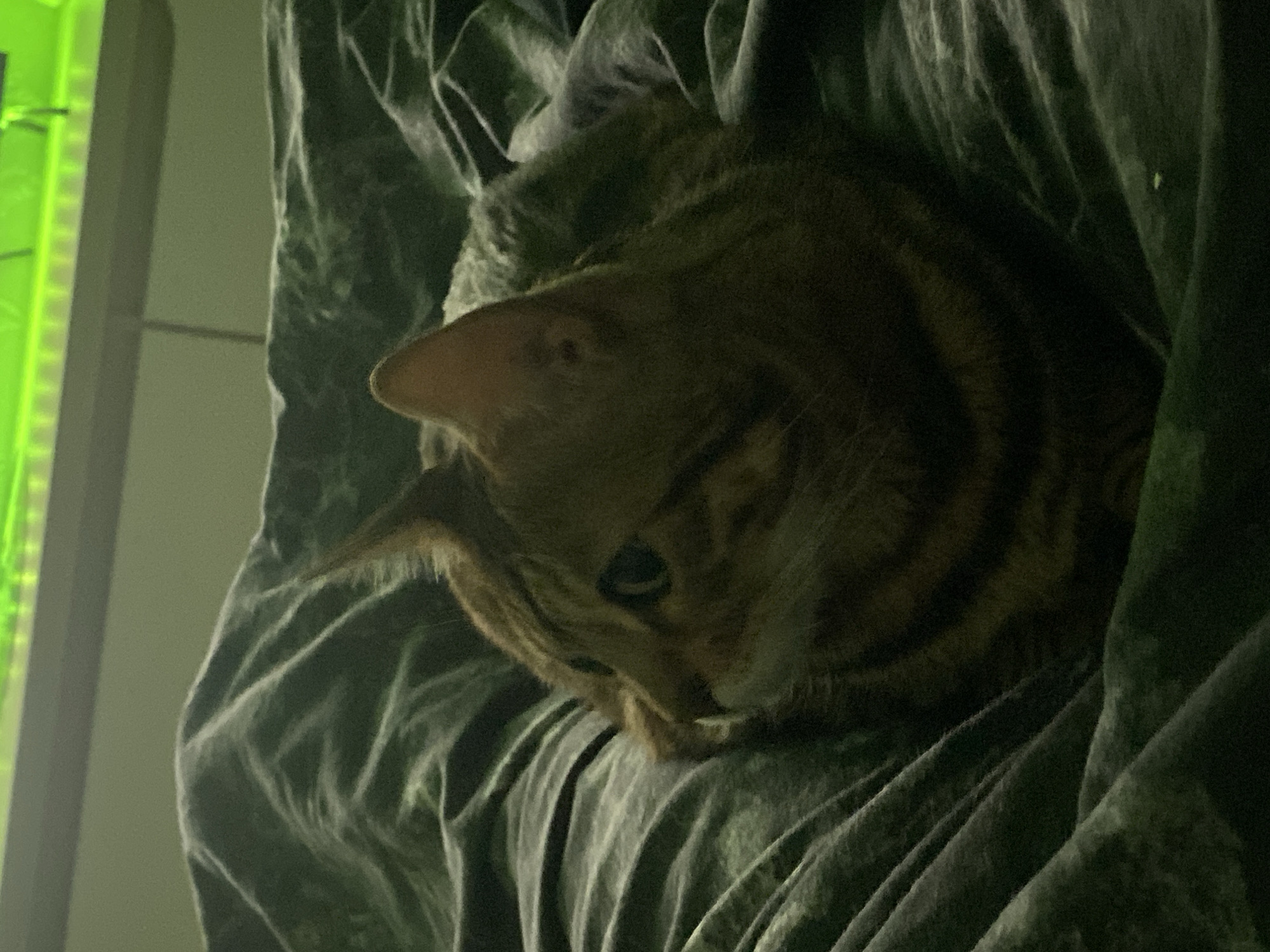 A cat rests on a draped, textured, dark green fabric. The cat is predominantly brown with darker stripes, and its head is tilted downward with one eye partially visible. To the left of the image, there's a vertical structure with a bright green light. The scene appears dimly lit. The image does not include enough detail to establish the location in Chaikovsky, Russia.
