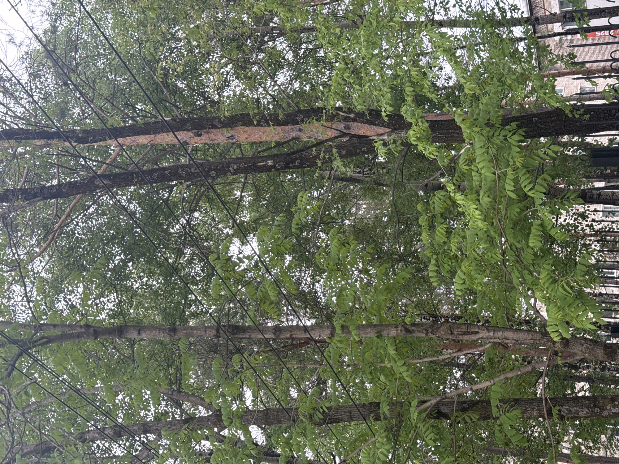 The image, rotated 90 degrees clockwise, captures an outdoor scene dominated by several large trees with vibrant green foliage and prominent horizontal branches. Overhead, multiple thin, dark utility wires crisscross diagonally through the tree canopy and against a bright, overcast sky. One notable tree branch in the upper middle section of the frame displays a distinctive reddish-brown patch of bark, contrasting with the darker, textured bark of other branches.
In the background on the far right, part of a multi-story brick building is visible through the foliage and behind a black metal fence with pointed vertical bars. White text, "125," is clearly visible on the building's facade, alongside what appears to be a partial Cyrillic inscription, possibly "ГЛ". The scene is illuminated by natural daylight, indicating an overcast or hazy day. There are no people or specific activities taking place. The setting is an urban or suburban environment in Birobidzhan, Russia.