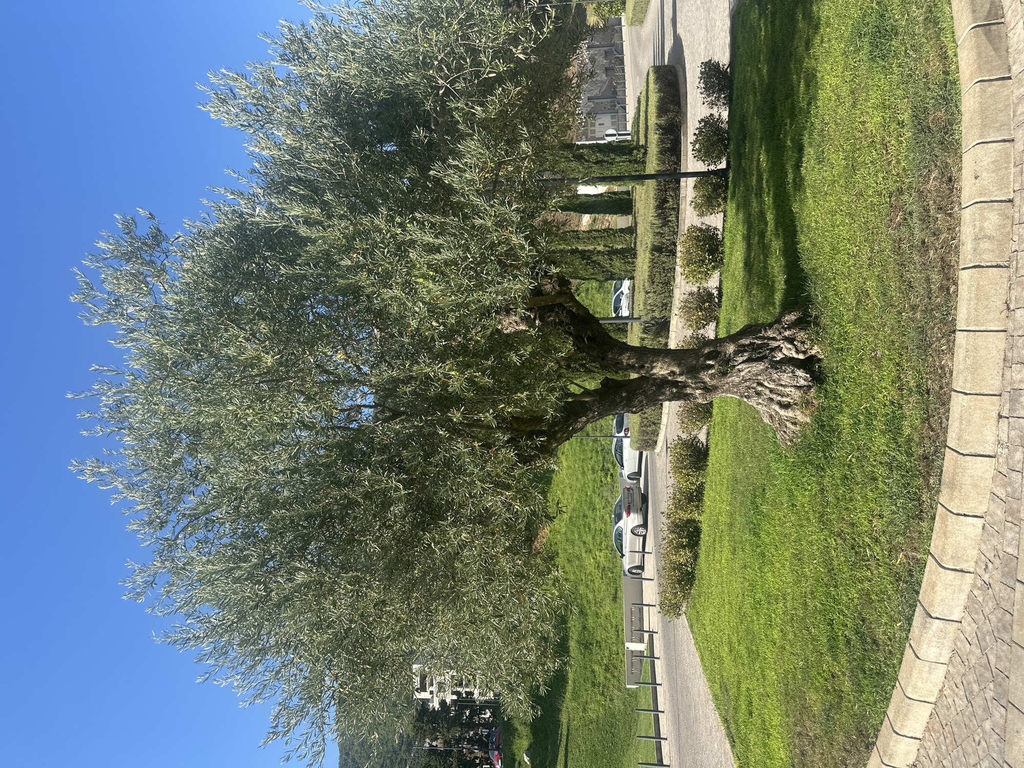 An ancient olive tree stands prominently in the foreground of this outdoor scene, its gnarled trunk and expansive green canopy dominating the composition. The tree is situated on a circular patch of vibrant green grass, bordered by a textured, light-colored paved walkway. In the background, several cars are parked on a paved road. Beyond the road, a neatly manicured hedge encircles a circular garden bed. Further back, a cluster of tall, slender cypress trees lines a curving pathway. In the distance, a modern building with white facades and balconies is visible on a grassy slope, suggesting an urban or resort setting. The sky above is a clear, brilliant blue, indicative of a sunny day. The image appears to have been taken in Kumbor, Montenegro, a location known for its coastal beauty and Mediterranean vegetation.