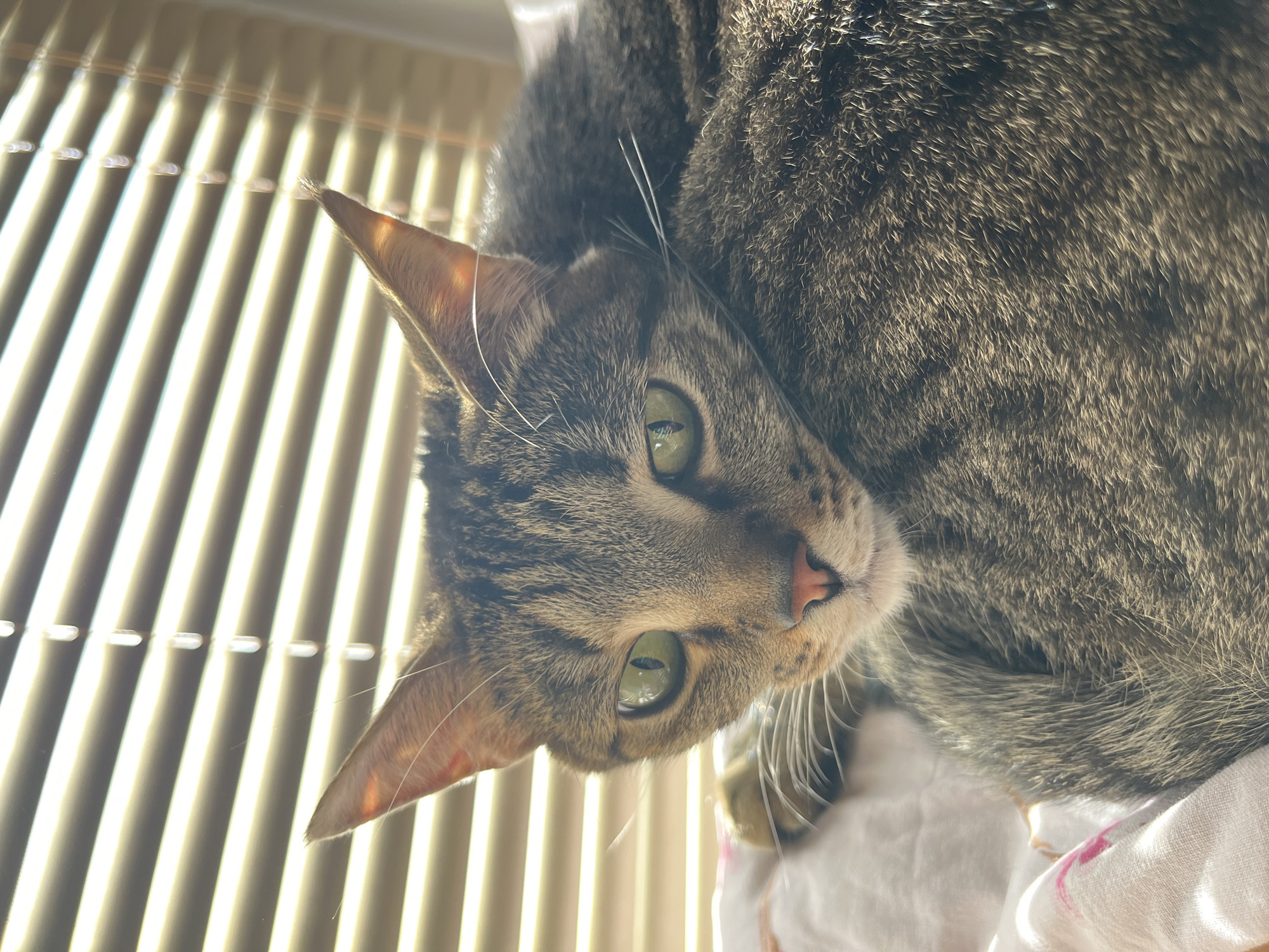 A close-up shot features a brown tabby cat lying down and looking directly at the camera. The cat has green eyes, a pink nose, and a striped pattern on its face and fur. The cat is positioned in front of a closed set of venetian blinds that are brightly illuminated by sunlight. A white cloth, possibly part of bedding, is visible beneath the cat. The exact location in the city of Chaikovsky, Russia, is not discernible from the image alone.