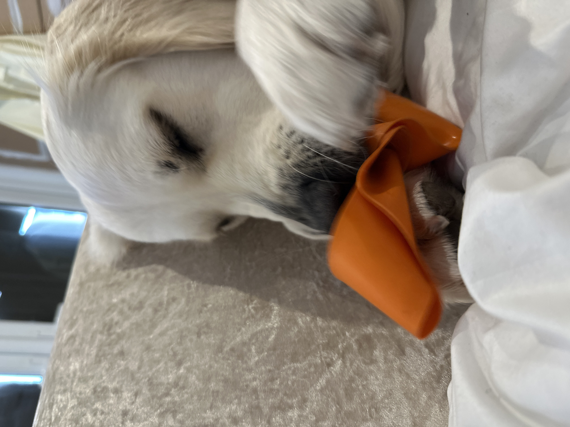A close-up image depicts a light-furred Golden Retriever dog in an indoor domestic environment. The dog's head is angled downwards, with its eyes closed or mostly closed. Its snout is engaged with an orange, flexible, likely silicone object, which appears collapsed or folded. One of the dog's front paws is visible, partially obscured, resting near its chin and the orange object. The dog's fur is light cream or white. The background consists of a textured, light beige or pale cream fabric, possibly a cushion or plush furnishing. In the foreground, below the dog, is white, wrinkled fabric, suggesting bedding or a blanket. The overall lighting is soft, and elements in the distant background are blurred, showing indistinct light sources. The specific location within London, United Kingdom, is not discernible from the visual information provided in the image.