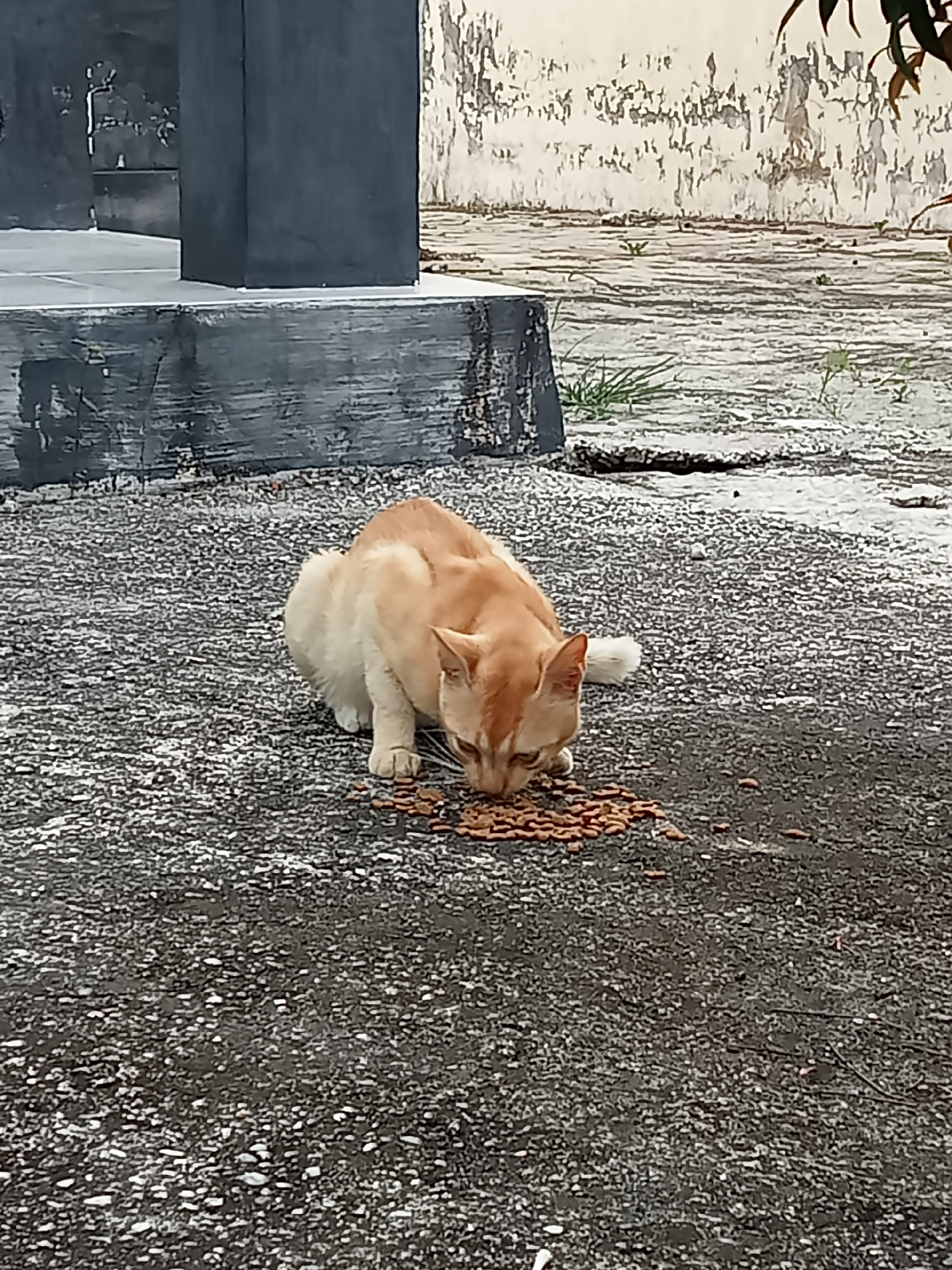 A ginger cat is eating dry cat food scattered on an asphalt surface in front of a dark grey, weathered concrete structure. The concrete structure has a lighter grey, possibly stone, base. In the background, a light-colored, textured wall with peeling paint is visible, along with some sparse green vegetation. The overall scene appears to be an outdoor area. The location is Kualu, Indonesia.
