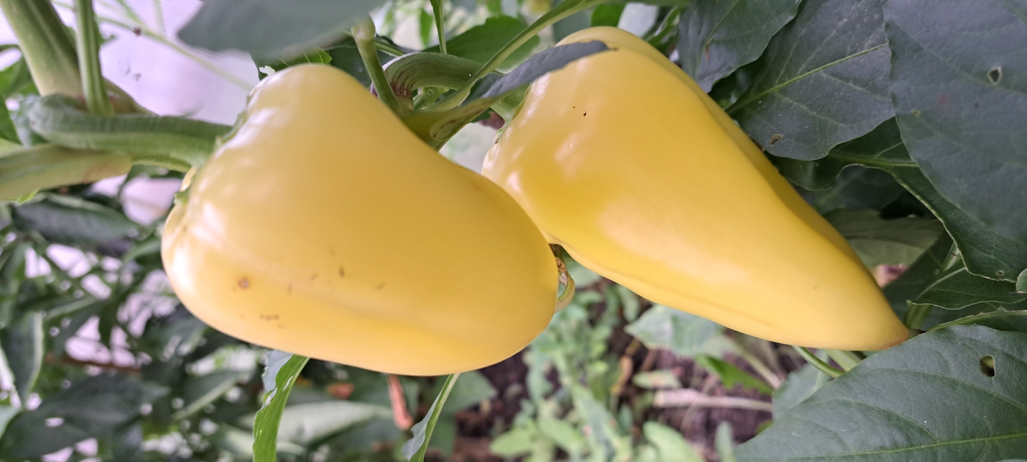 Two ripe yellow bell peppers are growing on a plant in a garden setting. The peppers are smooth and have a vibrant yellow color, with some small dark spots visible on their skin. They are attached to a green stem with leaves surrounding them. The background is blurred, showing more green foliage and some earthy ground. The scene appears to be outdoors in a natural environment, possibly a home garden. The location is in the village of Azmutkino, Russia.