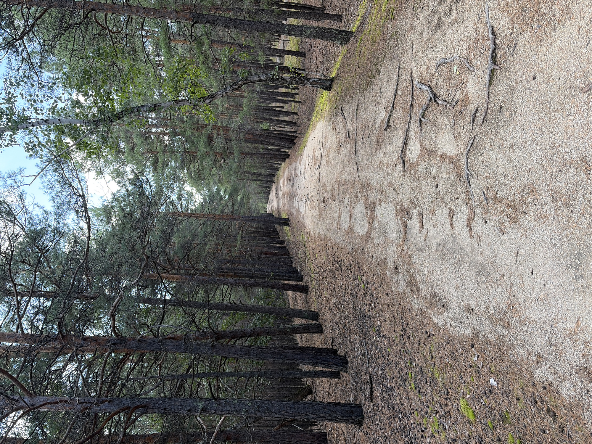 A dirt path winds through a pine forest. The path is composed of light-colored gravel and dirt, with exposed tree roots crossing its surface. The forest floor on either side of the path is covered with pine needles, pinecones, and patches of green moss. Tall, slender pine trees with dark bark and green needles dominate the landscape, lining the path and extending into the distance. A single lighter-barked birch tree with green leaves is visible on the right side of the path. The sky is partially visible through the tree canopy, appearing bright and cloudy. The scene depicts a natural, outdoor environment typical of a forest trail. The location is identified as Щучинск қаласы әкімдігі, Kazakhstan.