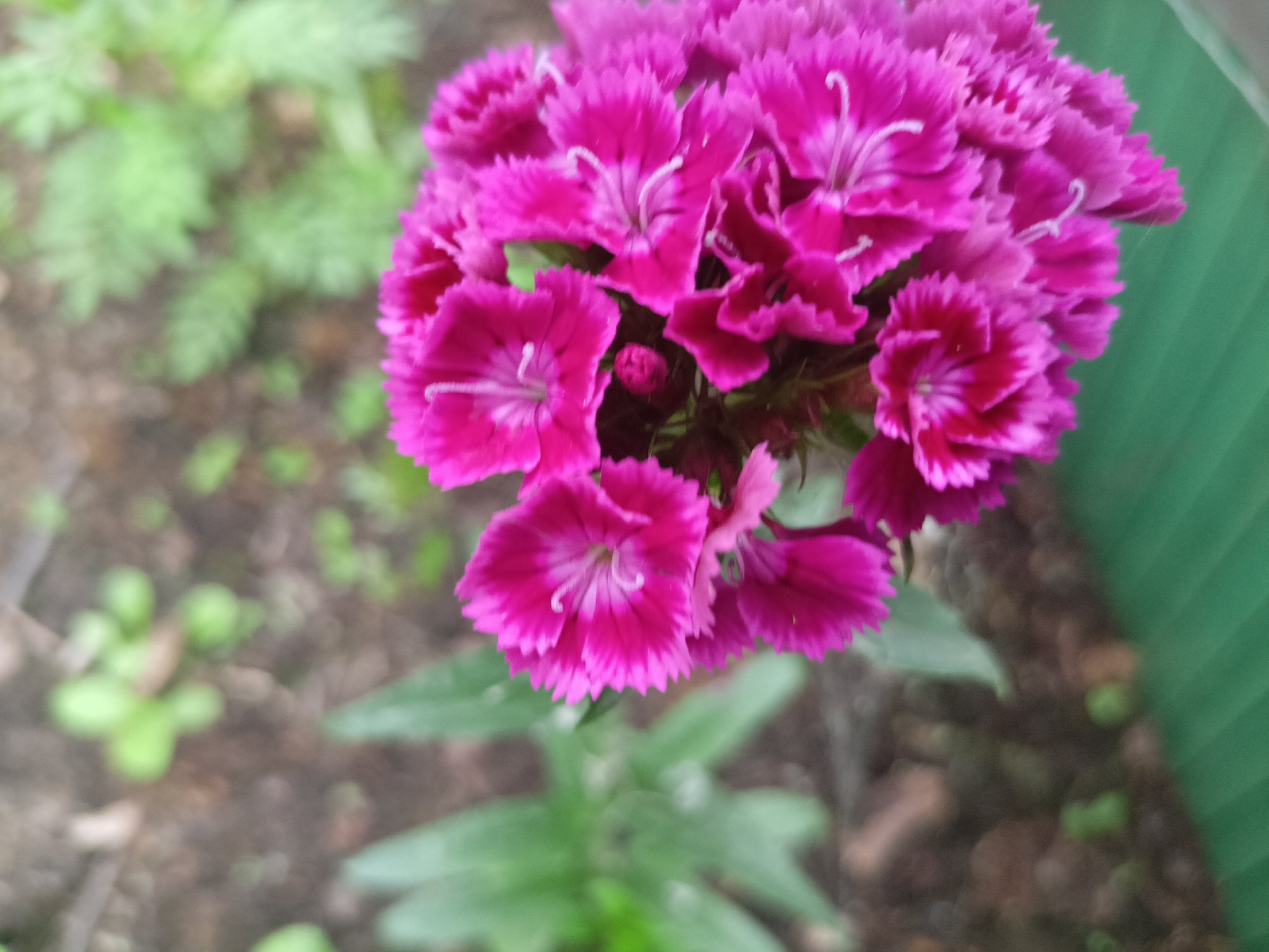 This is a close-up, top-down photograph of a cluster of vibrant pink flowers, possibly Sweet William (Dianthus barbatus). The flowers have serrated petals and a lighter pink or white center with prominent white stamens. They are tightly packed together, forming a dome-like shape.
The background is softly blurred, indicating a shallow depth of field, which focuses attention on the flowers. To the left, out-of-focus green foliage and dark soil are visible, suggesting a garden setting. To the right, a blurred, solid green surface, likely a fence or wall, provides a contrasting backdrop.
The lighting appears soft and diffused, suggesting it might be an overcast day or the flowers are in a shaded area. There are no people or animals in the image. The overall mood is natural and tranquil, highlighting the beauty of the flowers. The image does not contain any visible text. The location context of Chaikovsky, Russia, aligns with the type of flora and garden setting that might be found there.