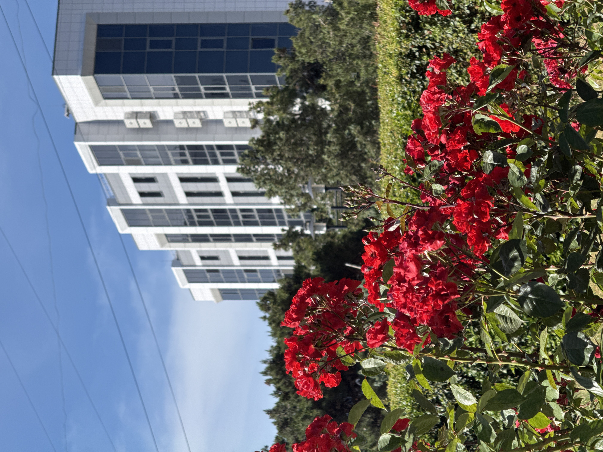 In the foreground of the image, a cluster of vibrant red roses is in full bloom. The flowers are densely packed, with numerous petals and visible stems and leaves. Behind the roses, a meticulously trimmed green hedge forms a lush backdrop. Further in the distance, a modern, multi-story building with a white facade and dark, reflective windows stands against a clear blue sky. The building features a staggered design with varying sections. Several air conditioning units are visible mounted on the side of the building. The sky above is a bright, cloudless blue with thin, dark power lines stretching across it. The overall scene suggests an urban environment with a focus on landscaping and architecture.