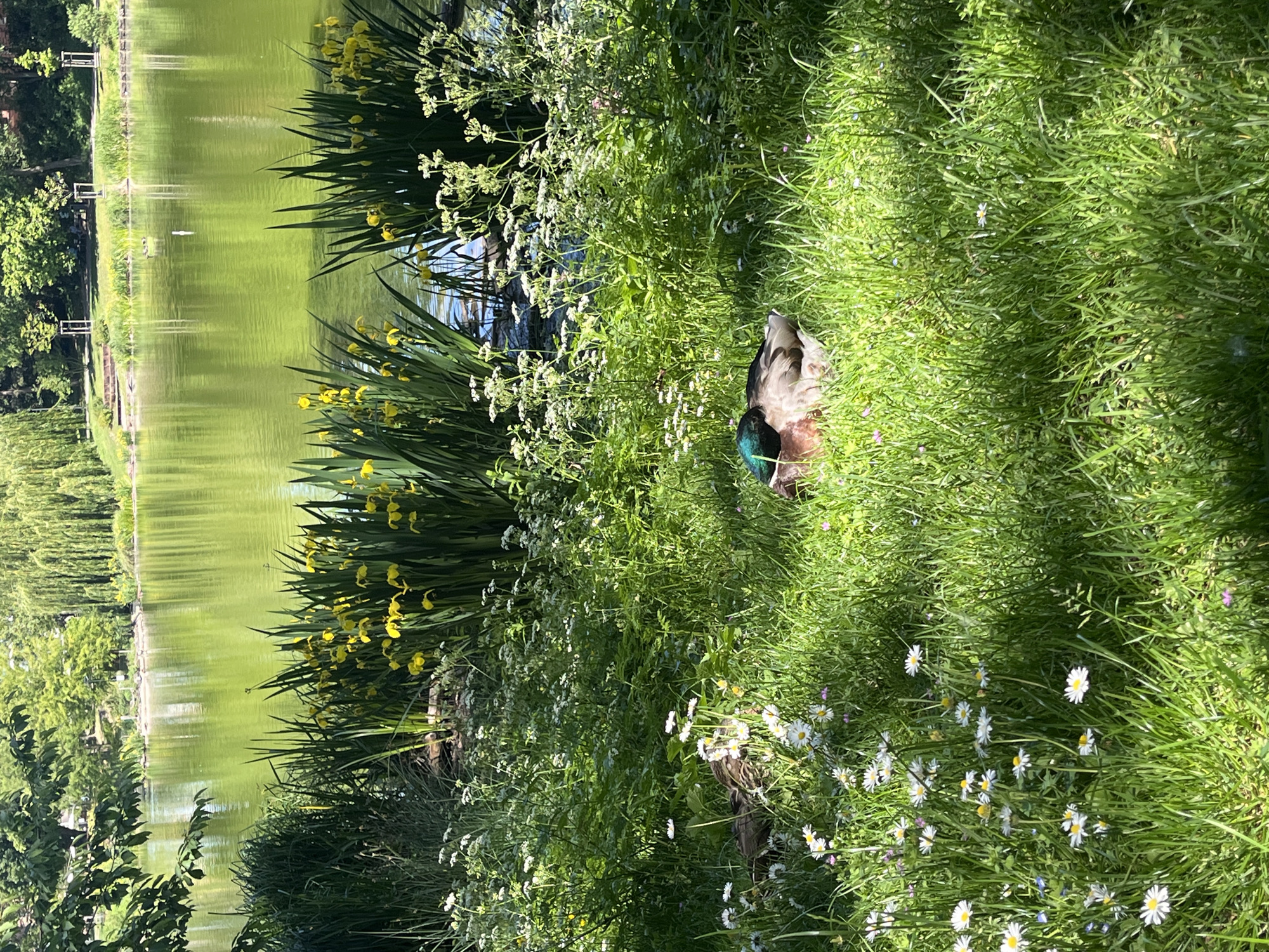 A duck is nestled in tall grass with small white flowers near the edge of a pond. The pond reflects green trees and vegetation. Yellow irises are among the vegetation near the water's edge. The photo was taken in Landau in der Pfalz, Germany.