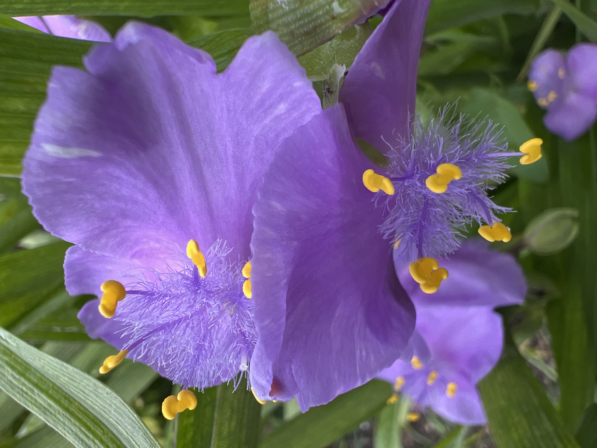 The image features close-up views of several purple spiderwort flowers, with yellow anthers, against a backdrop of green leaves. There is no information available in the image about the location being Krasnodar, Russia. The focus is on the flower's details and the interplay of colors and textures. There are no people, actions, or interactions visible in the frame.