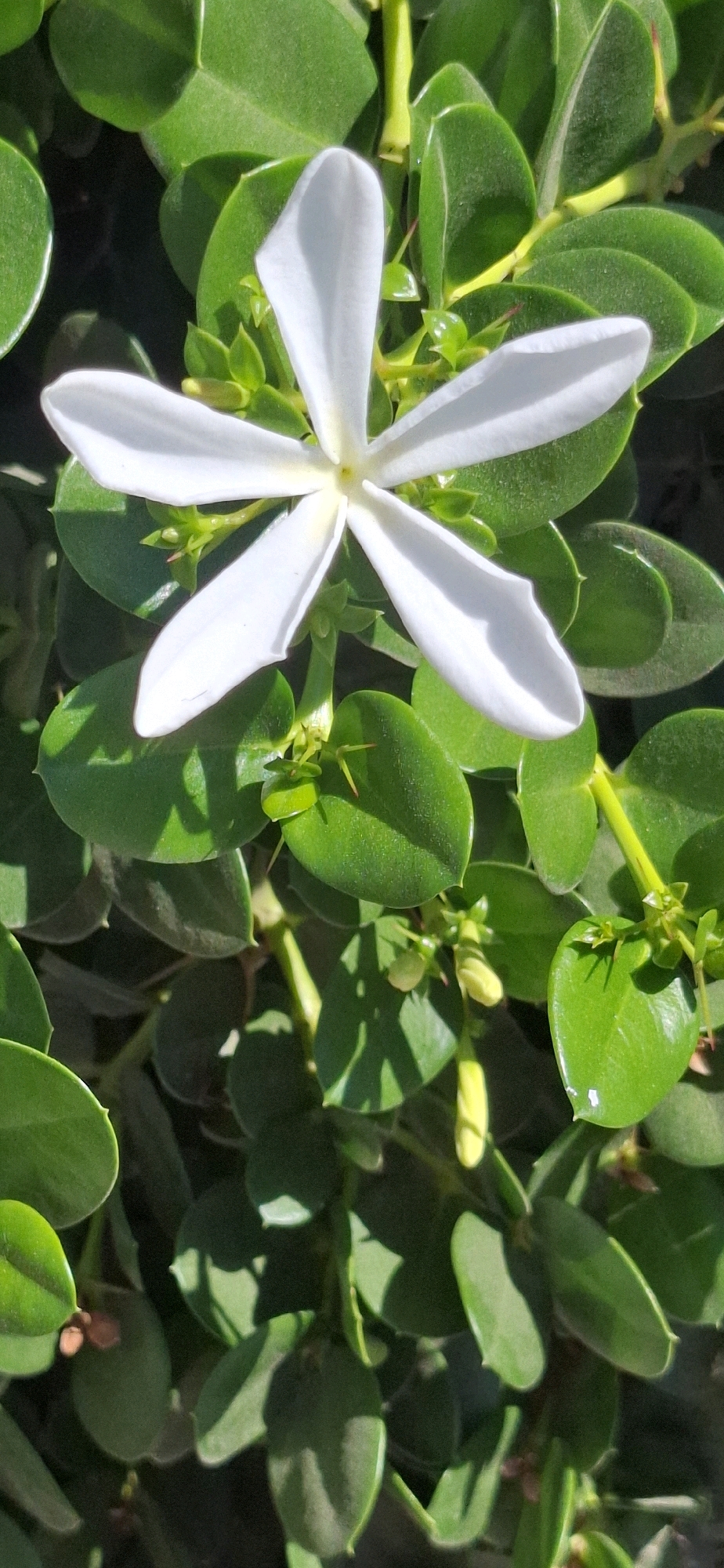 This image depicts a close-up view of a white, star-shaped flower with five petals, positioned centrally against a backdrop of lush green foliage. The flower's petals are delicate and slightly curled at the edges, with a faint yellow hue at its center. The surrounding leaves are thick and rounded, with some showing distinct sunlight patterns and shadows. Small, pale green buds are also visible amongst the leaves, suggesting the plant is in bloom. The overall impression is of a natural, tranquil scene, likely from a garden or park within the city of Dimona, Israel. The image captures the vibrant colors and textures of the plant life.