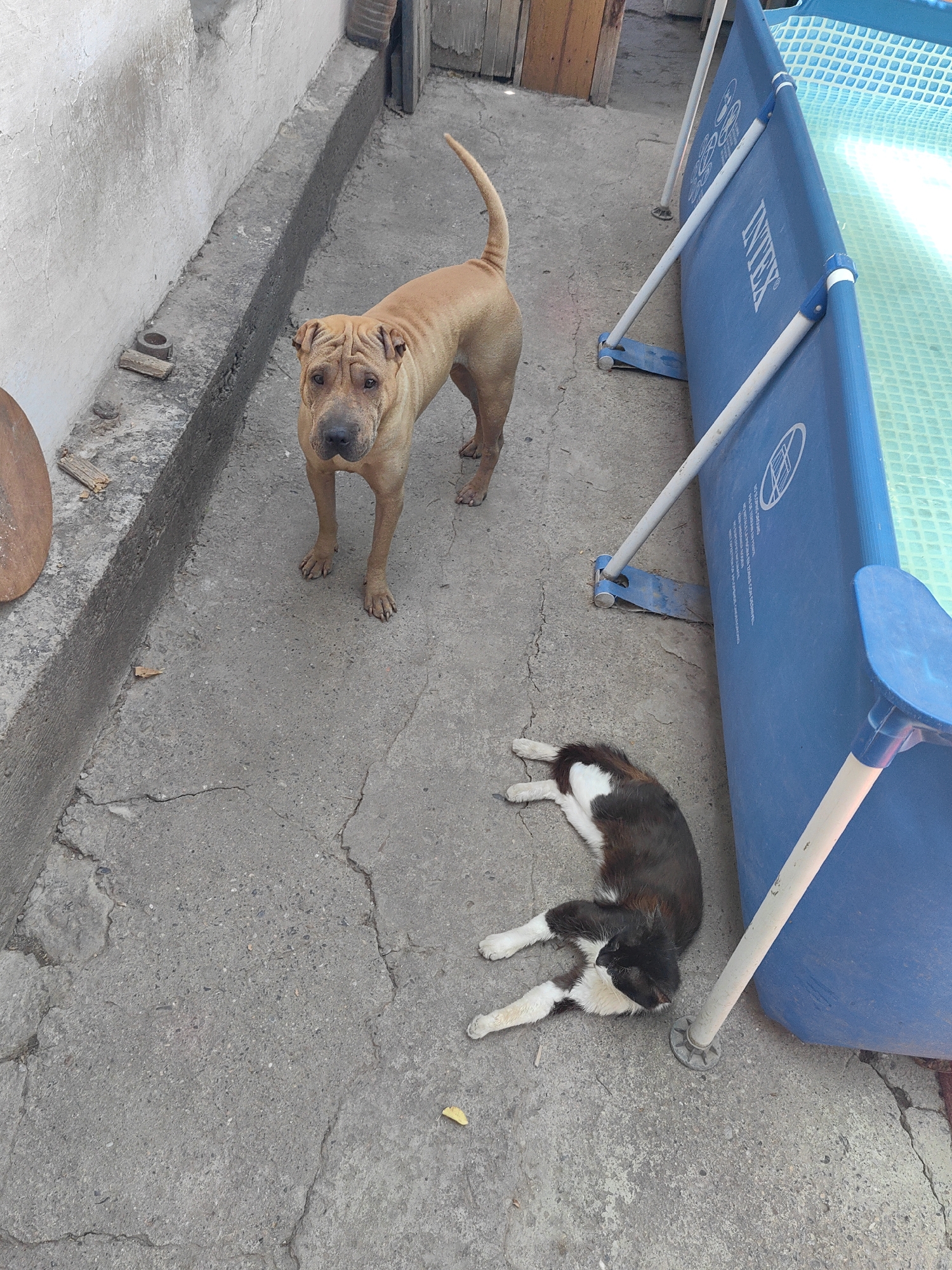 A fawn-colored Shar-Pei dog stands on a cracked concrete surface, looking towards the camera. Next to the dog, a black and white cat is lying on its side. In the background, a blue, above-ground swimming pool is visible. The environment appears to be a backyard or courtyard, with a concrete wall on the left side and wooden elements and a portion of a building in the upper background. The scene is outdoors and under natural lighting. The location is identified as Shymkent, Kazakhstan.