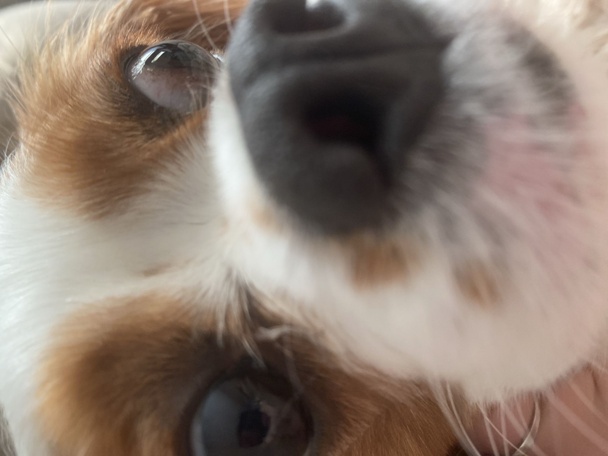 An extreme close-up shot shows the face of a King Charles Spaniel dog. The dog's nose is in the foreground, slightly out of focus. Its large, dark eyes are visible on either side of its face, with one eye appearing slightly more in focus than the other. The dog's fur is a mix of brown and white. The lighting suggests the photo was taken indoors, possibly with natural light. There are no other objects or people visible in the frame. The scene is not specific to any location in a city.