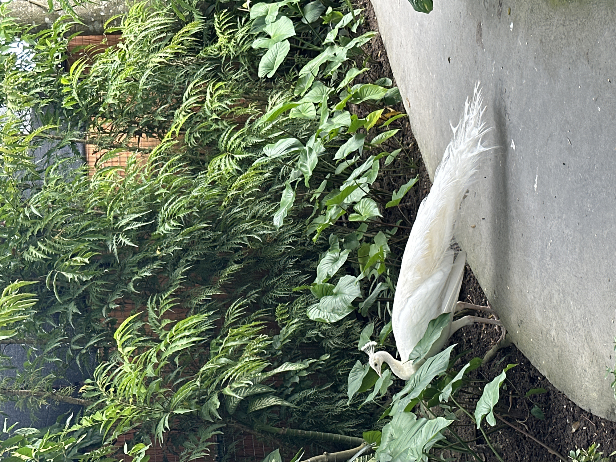 A white peacock walks along a paved pathway in a lush, verdant environment. The peacock, with its distinctive crest and long tail feathers, is positioned on the right side of the frame, facing left. Behind the peacock, a dense wall of foliage, consisting of ferns and broad-leafed plants, forms a natural backdrop. The pathway appears to be made of concrete and curves gently through the scene. The lighting suggests it is daytime, with the natural sunlight illuminating the flora and the bird. This scene is located at the Bali Bird Park in Sukawati, Indonesia.